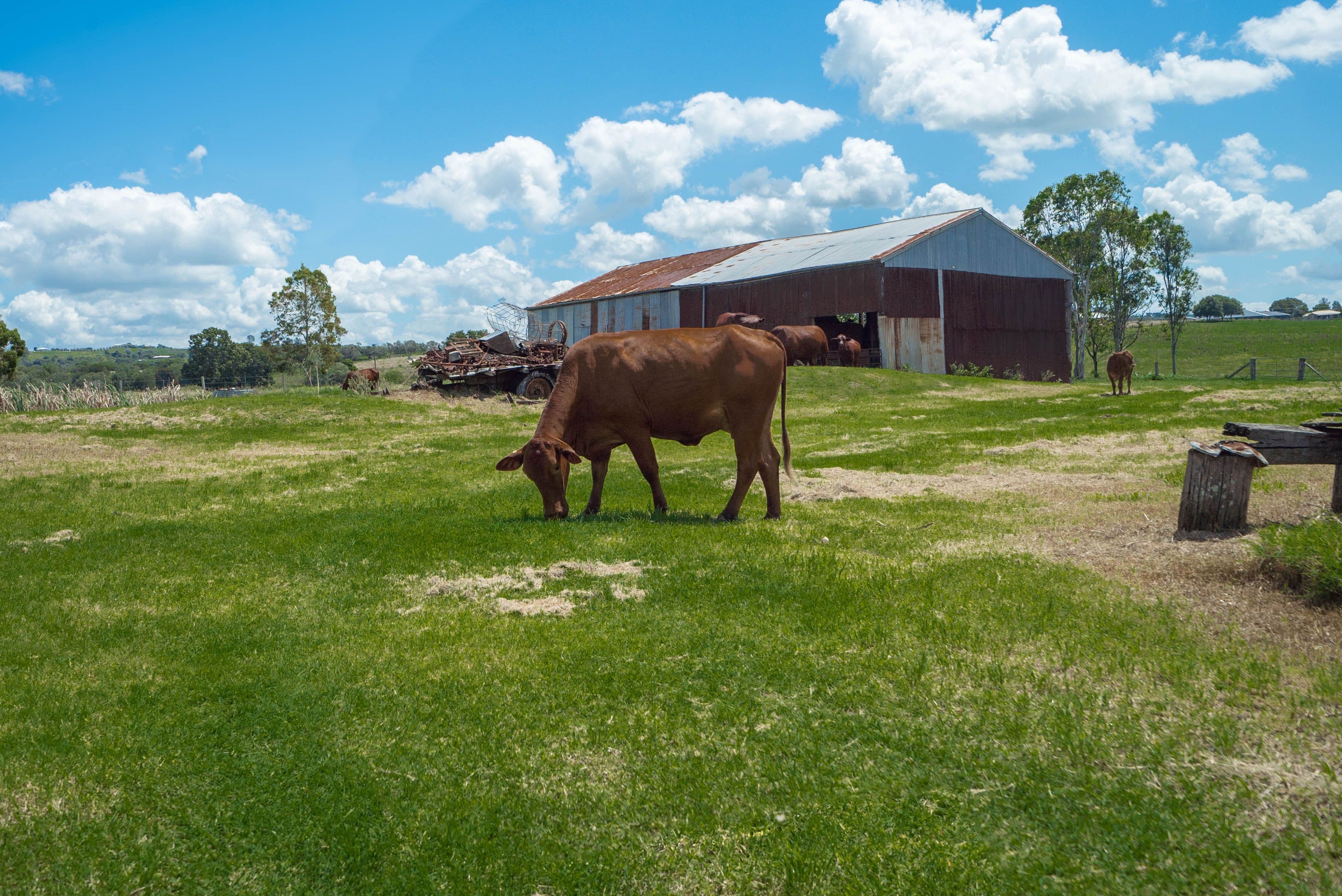  19 Schubels Road, Marburg QLD 4346, Marburg - Thumbnail 7