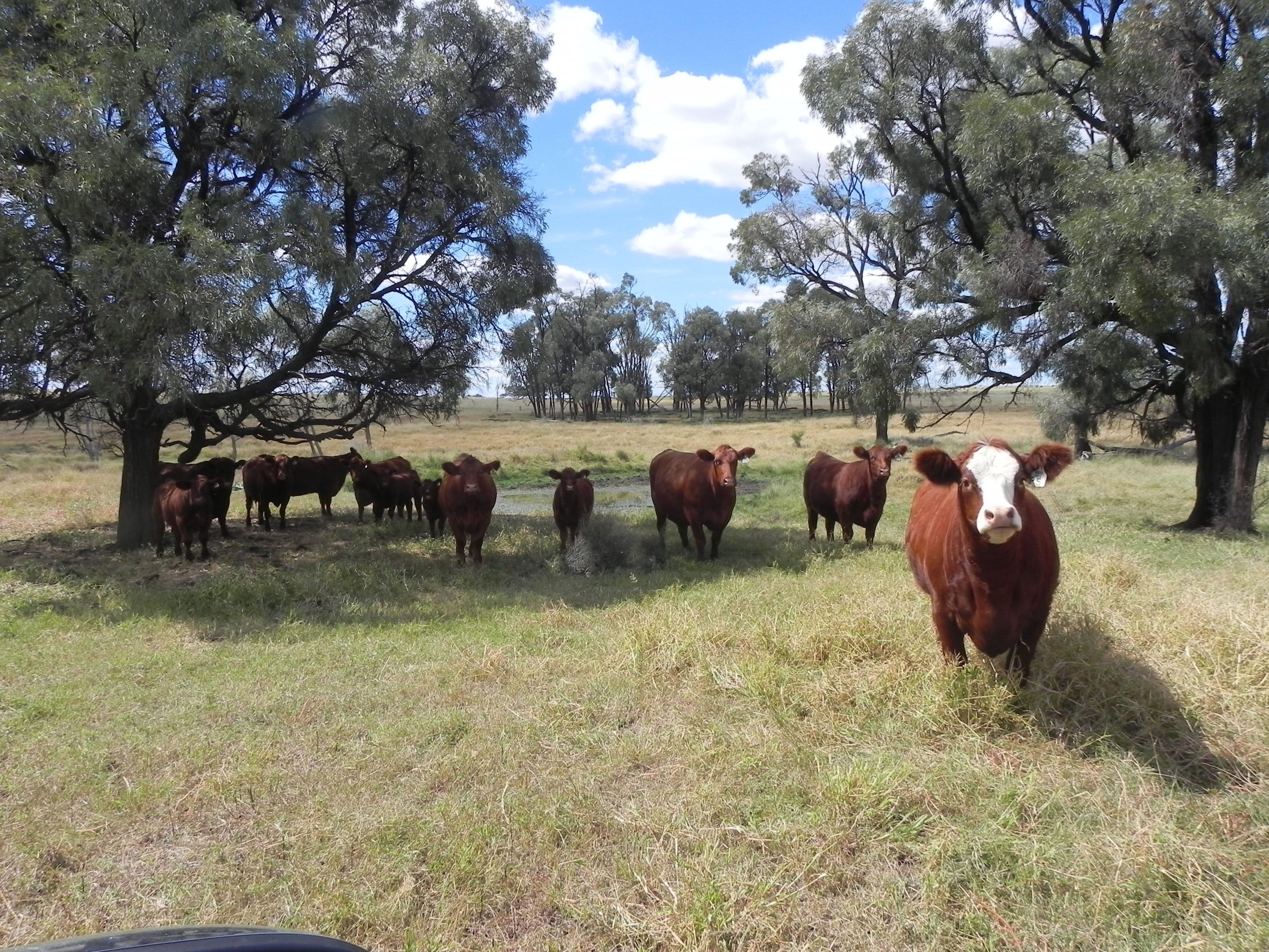 1075 Kooroongarra Road, Lavelle, Millmerran QLD 4357, Millmerran - Image 1