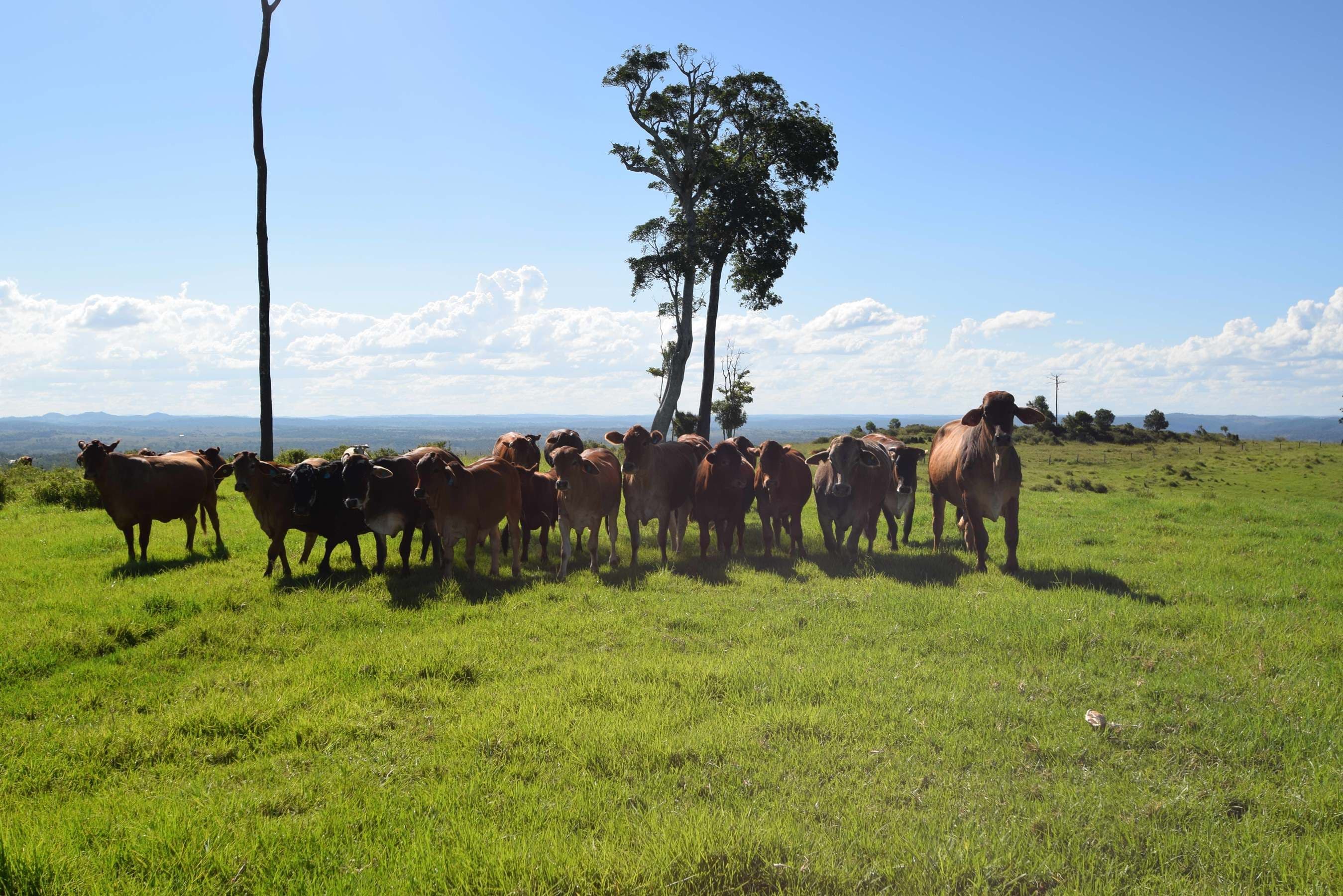 346 Cressbrook Creek Road, Biarra QLD 4313, Biarra - Thumbnail 5
