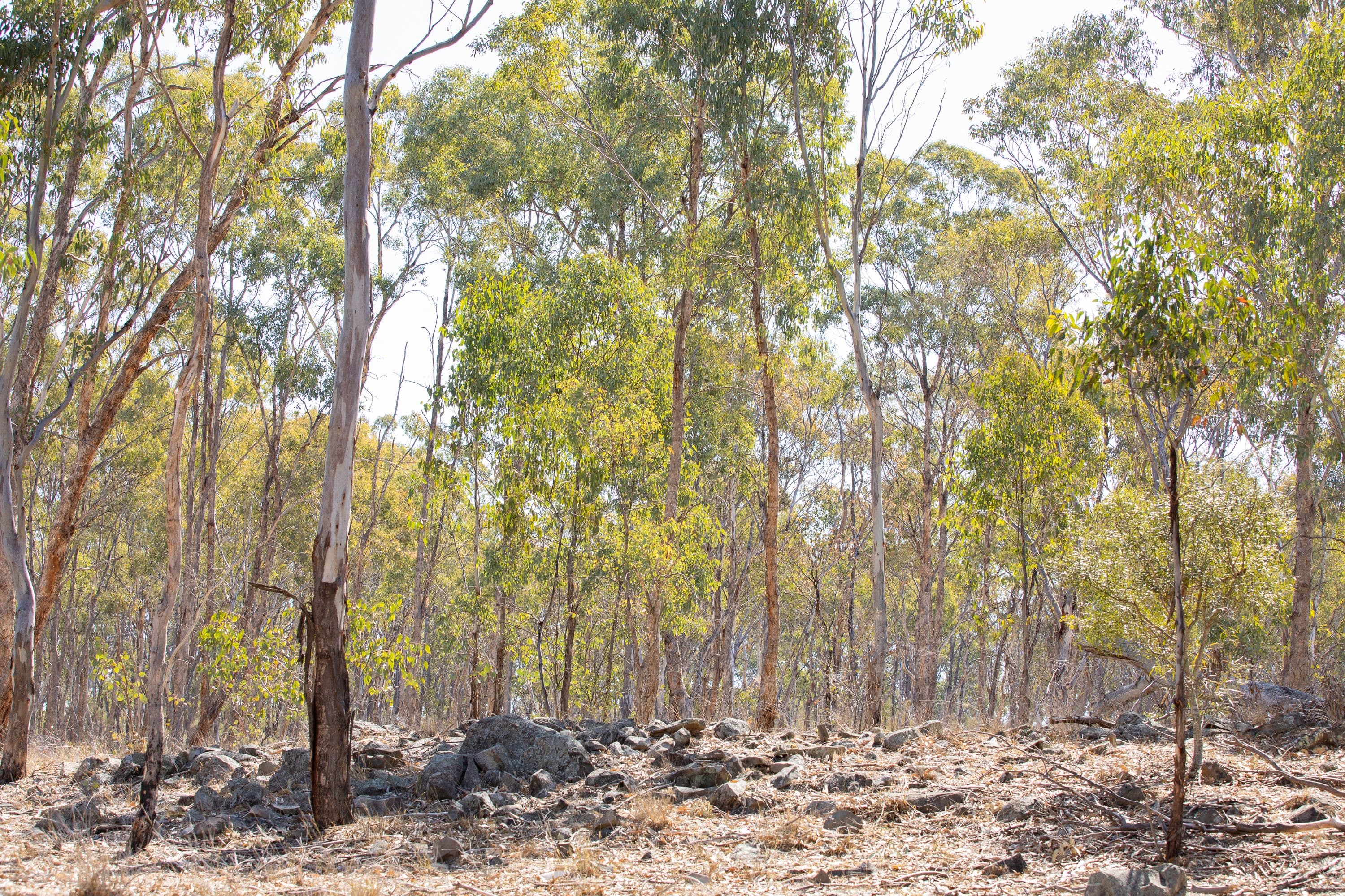 390 Gwydir River Road, Armidale NSW 2350, Armidale - Thumbnail 3