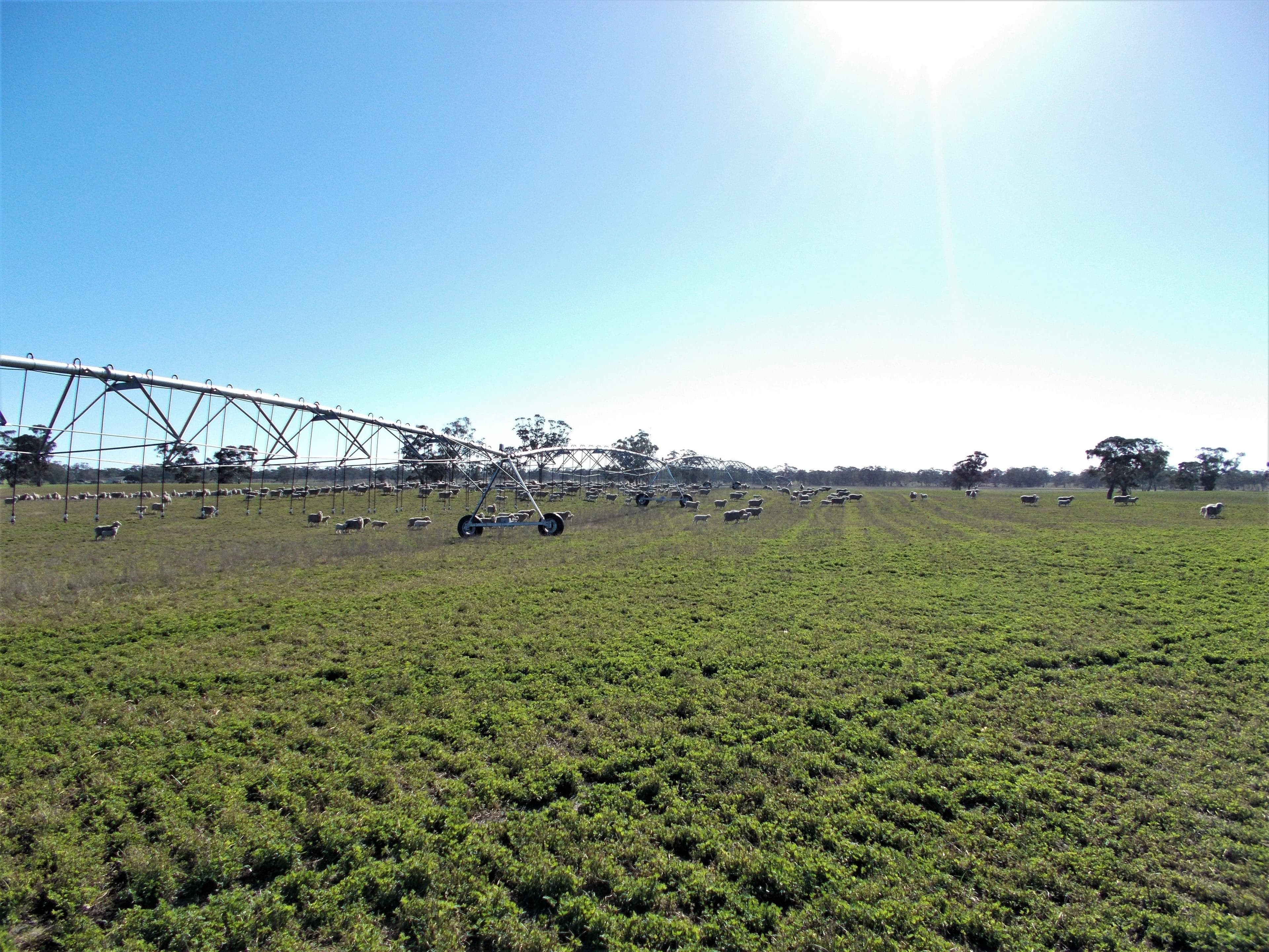 650 Cooper Road, BORDERTOWN SOUTH SA 5268, Bordertown South - Thumbnail 6