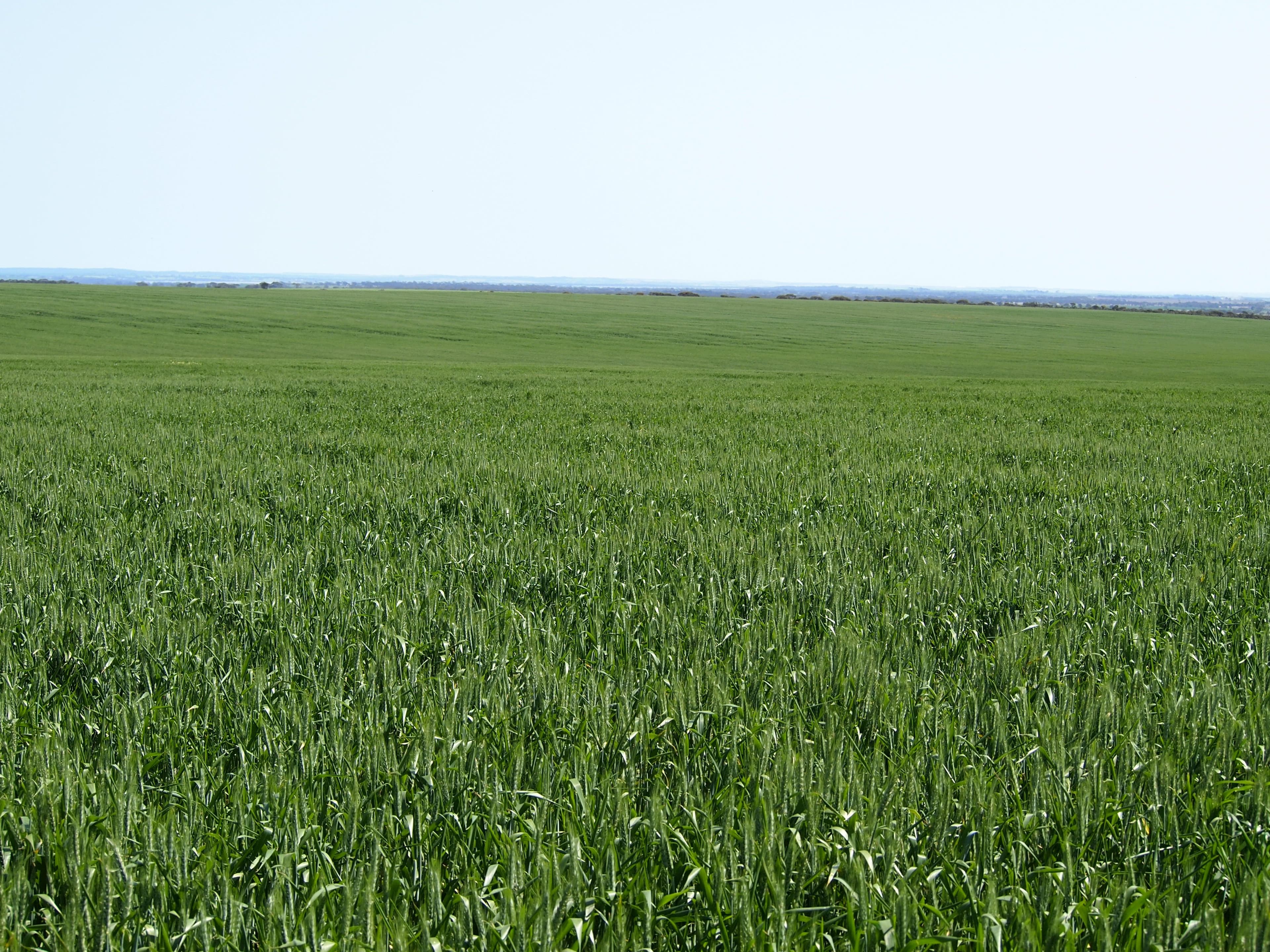 Hiview Steele Road, PINGRUP WA 6343, Pingrup - Thumbnail 2