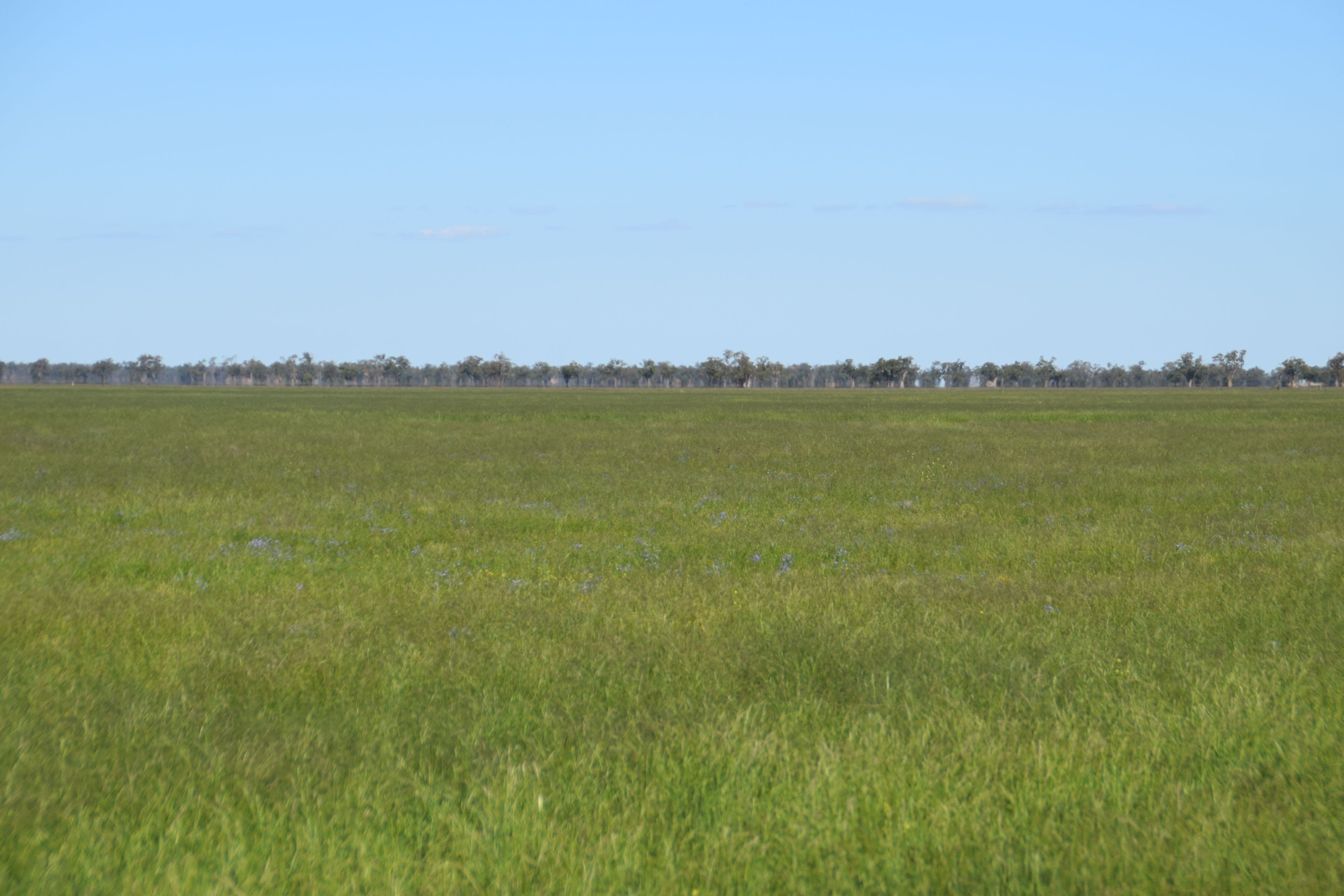 'Fairview' 339 Wyuna Road, Curban NSW 2827, Curban - Thumbnail 5