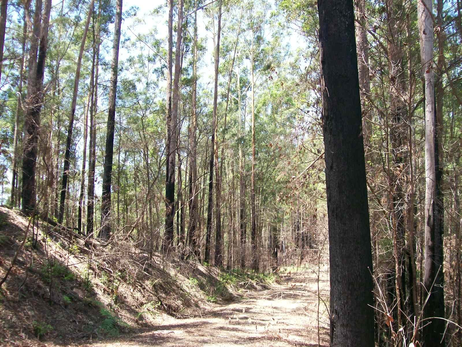 3566 Kalang Road Kalang, Bellingen NSW 2454, Bellingen - Thumbnail 4