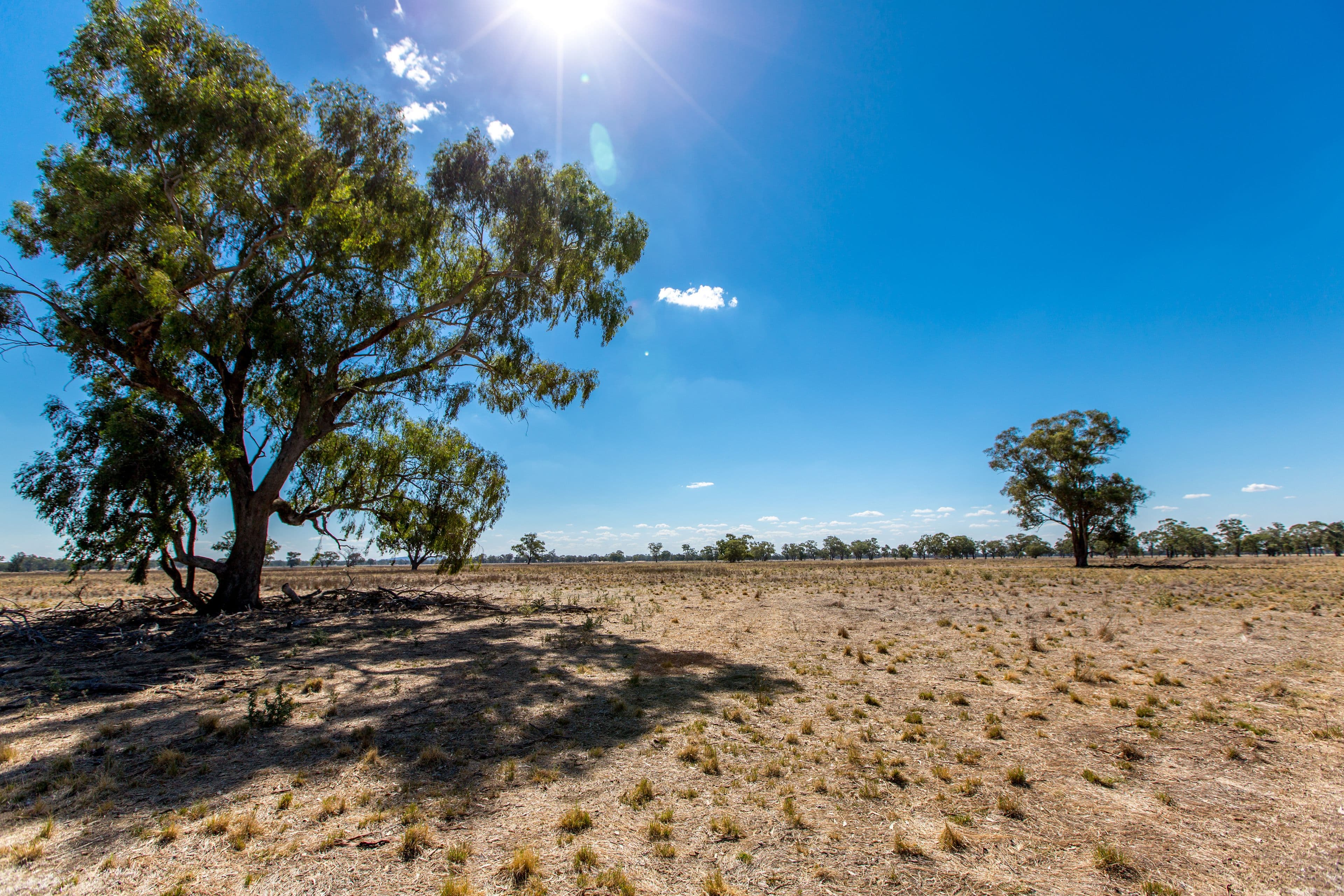 368 Bullenbong Road, THE ROCK NSW 2655, The Rock - Thumbnail 5