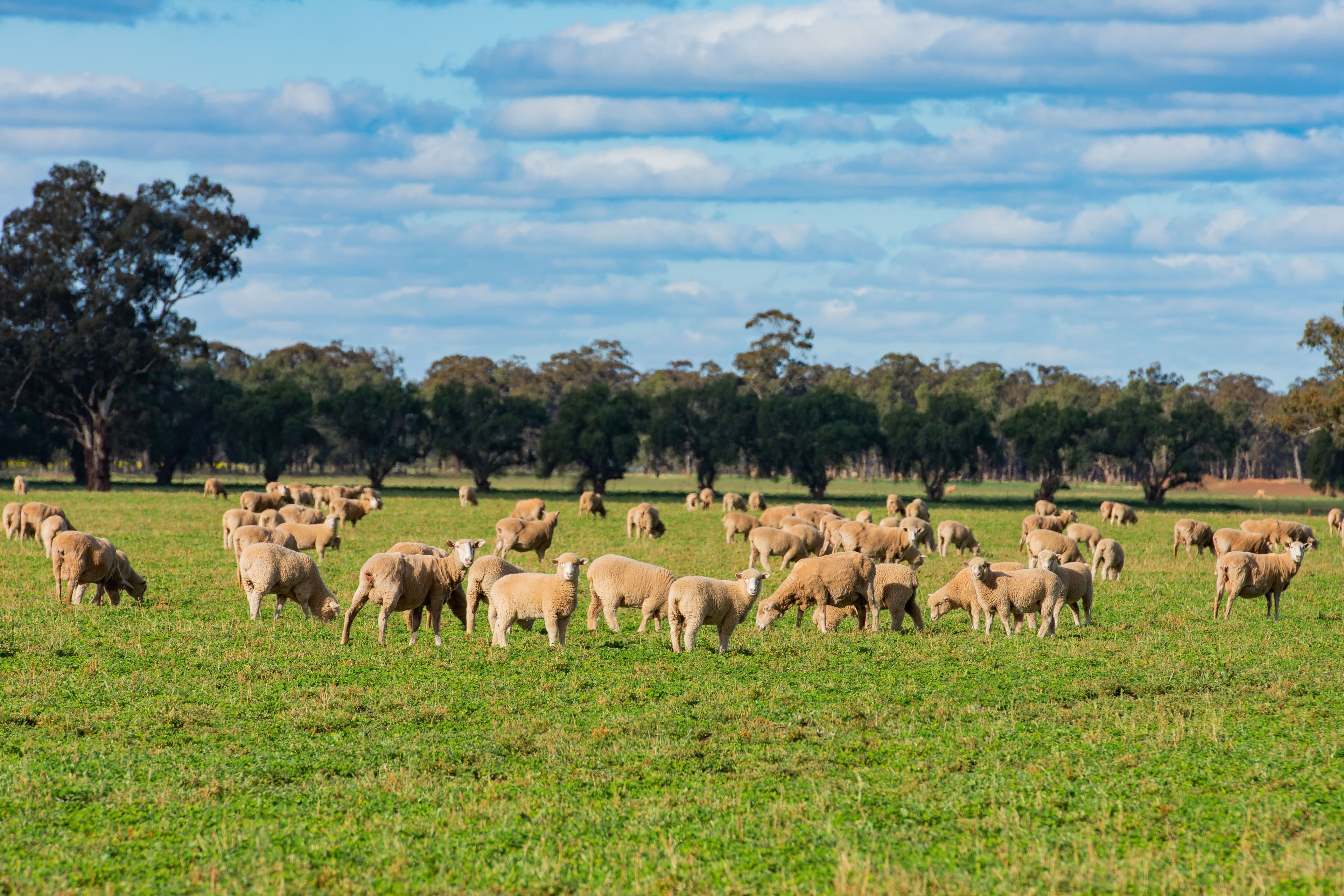 1292 Lower Middle Road, Ganmain Via, Coolamon NSW 2701, Coolamon - Thumbnail 2