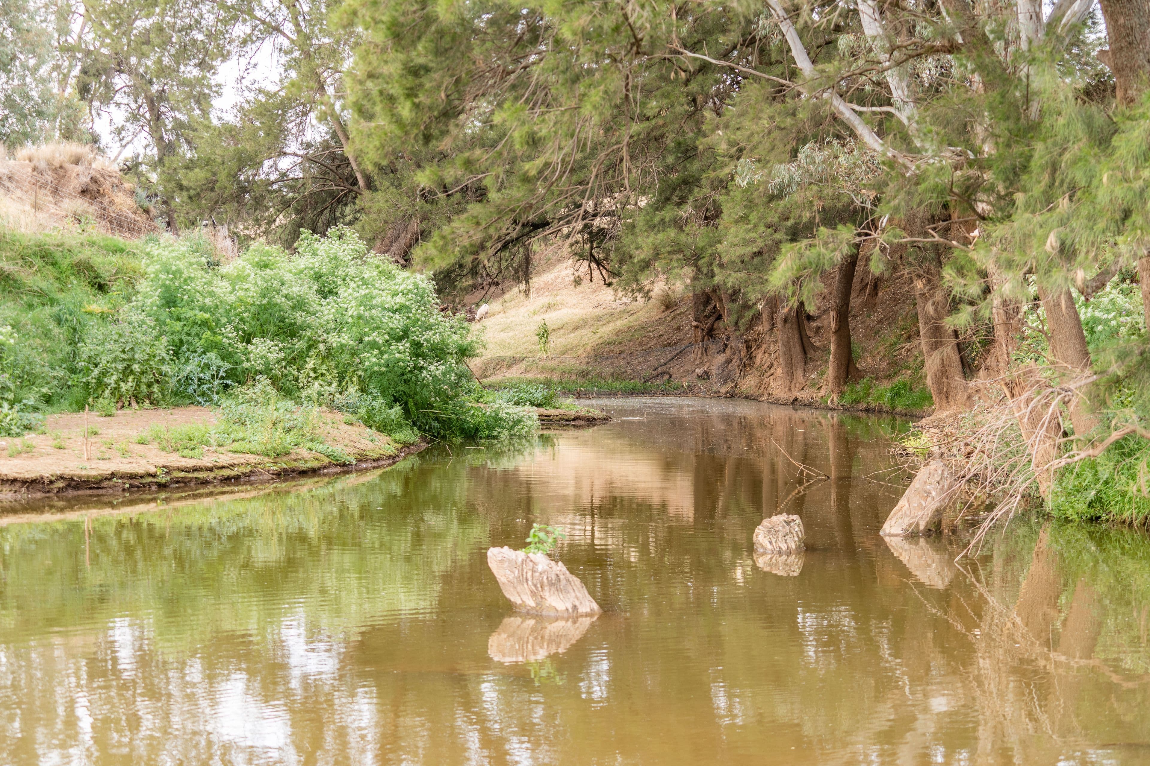 Belubula Park, Canowindra NSW 2804, Canowindra - Thumbnail 2