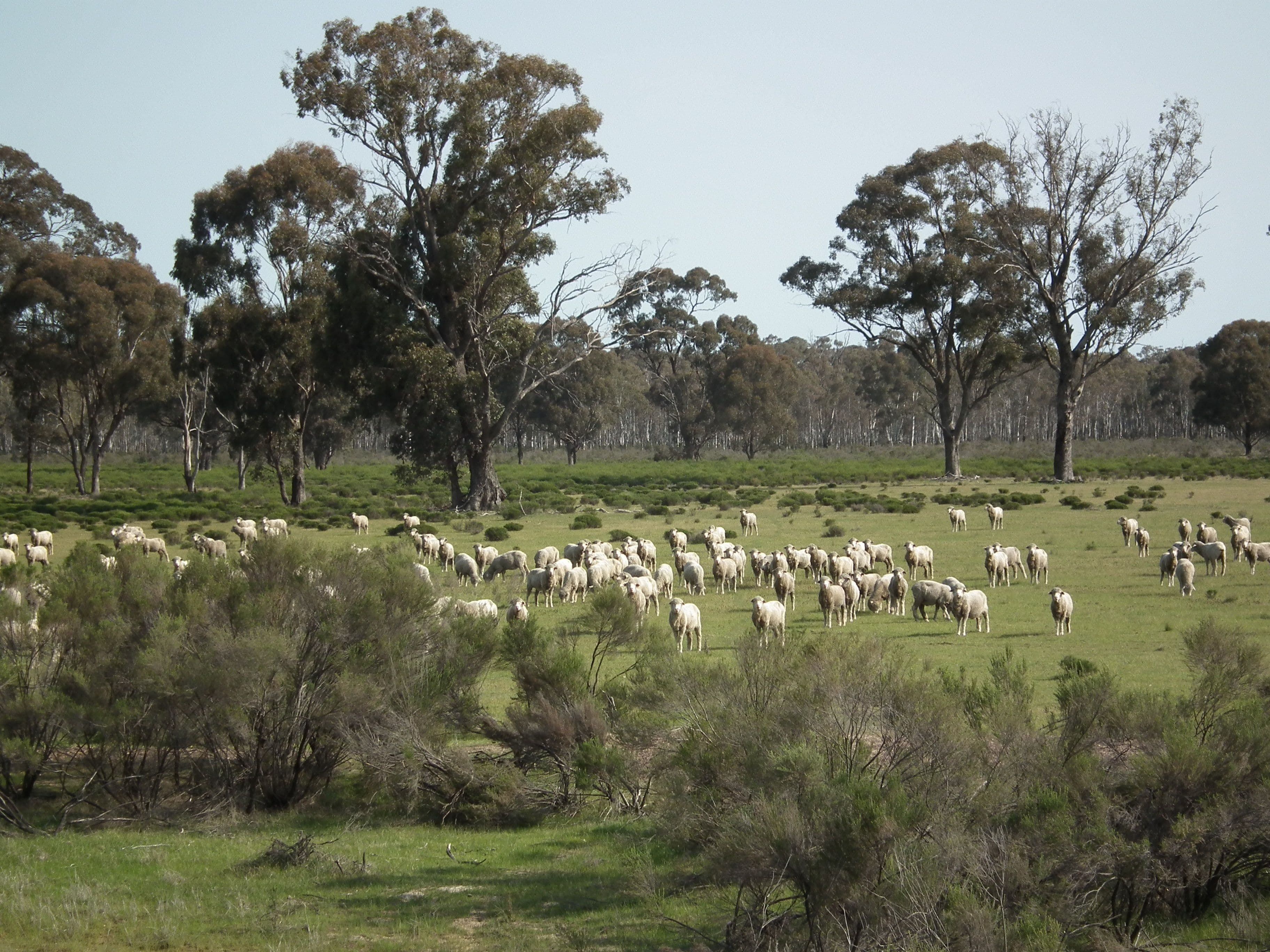 "Buffalo" Buffalo Swamp Road, Kirwans Bridge VIC 3608, Kirwans Bridge - Thumbnail 3