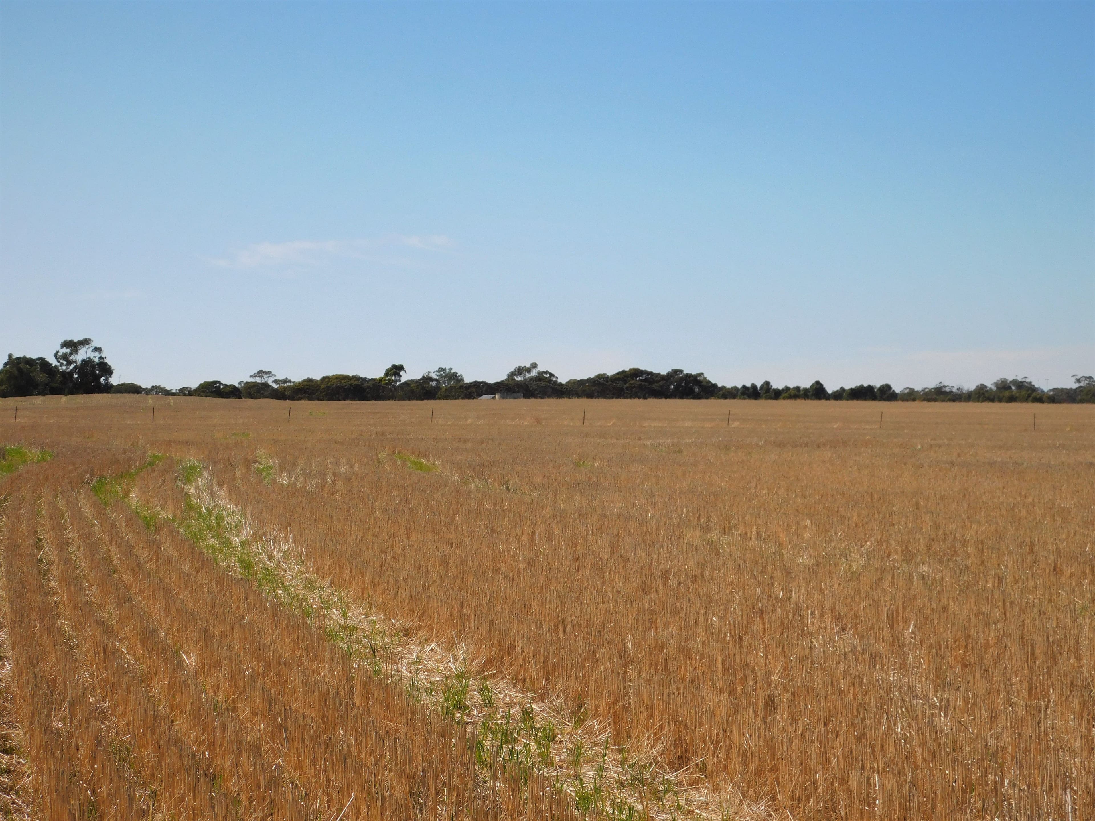 Lot 3 Golf Course Road, Bordertown SA 5268, Bordertown - Image 1
