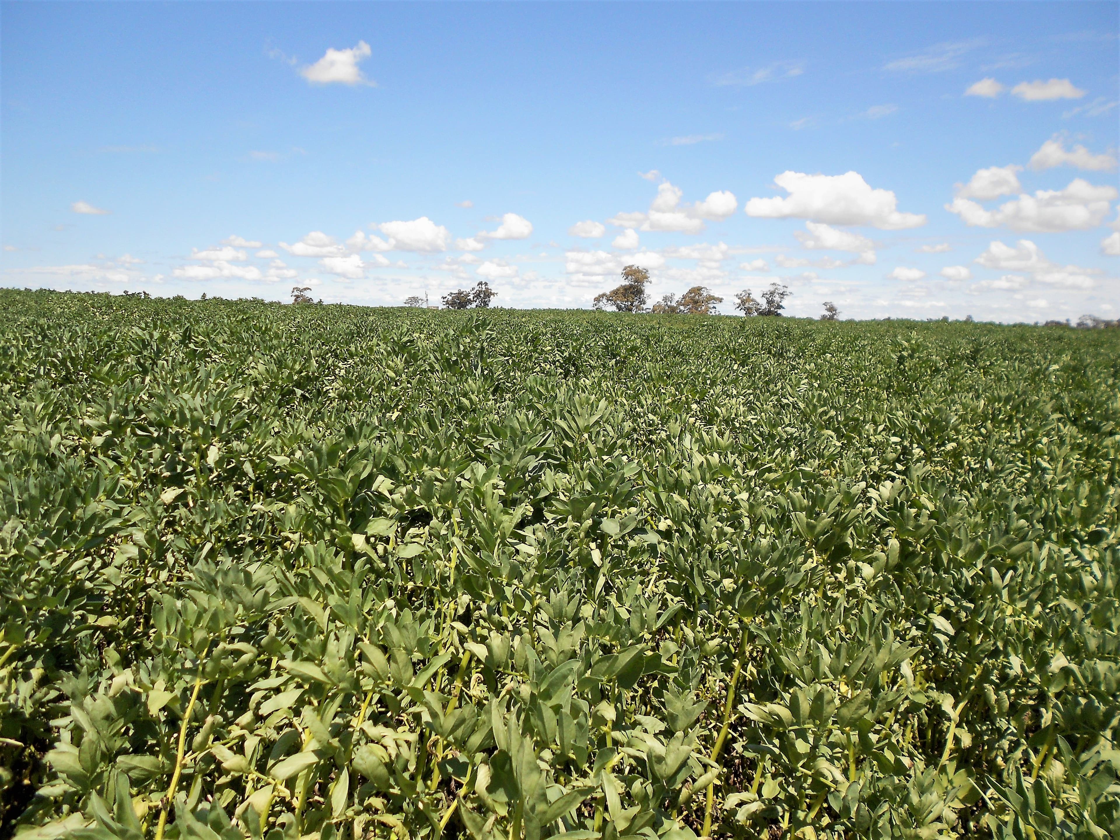 Lot 581 Nitschkes Road, Bordertown SA 5268, Bordertown - Thumbnail 2