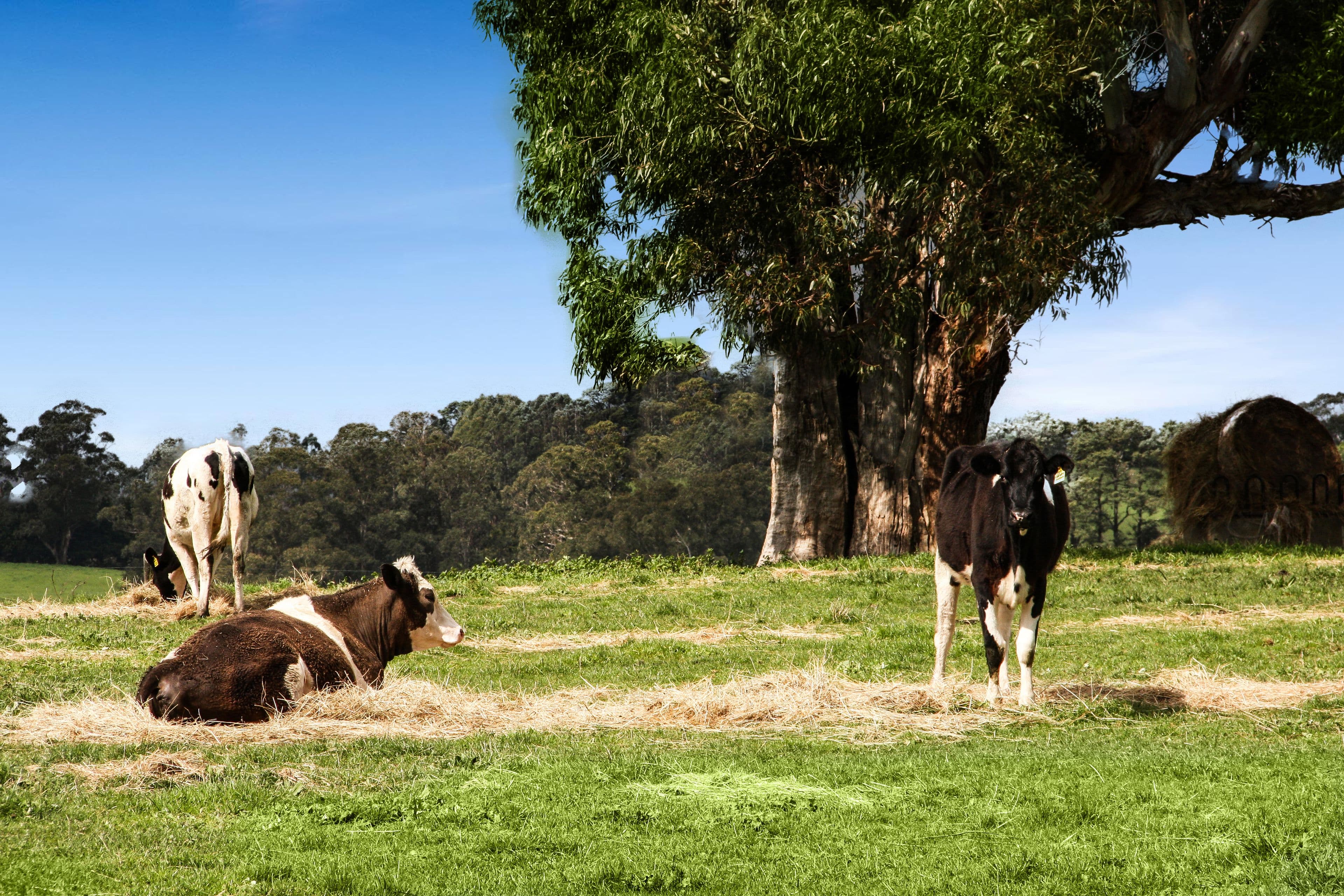1815 Lardners Track, TORWOOD VIC 3821, Torwood - Thumbnail 2
