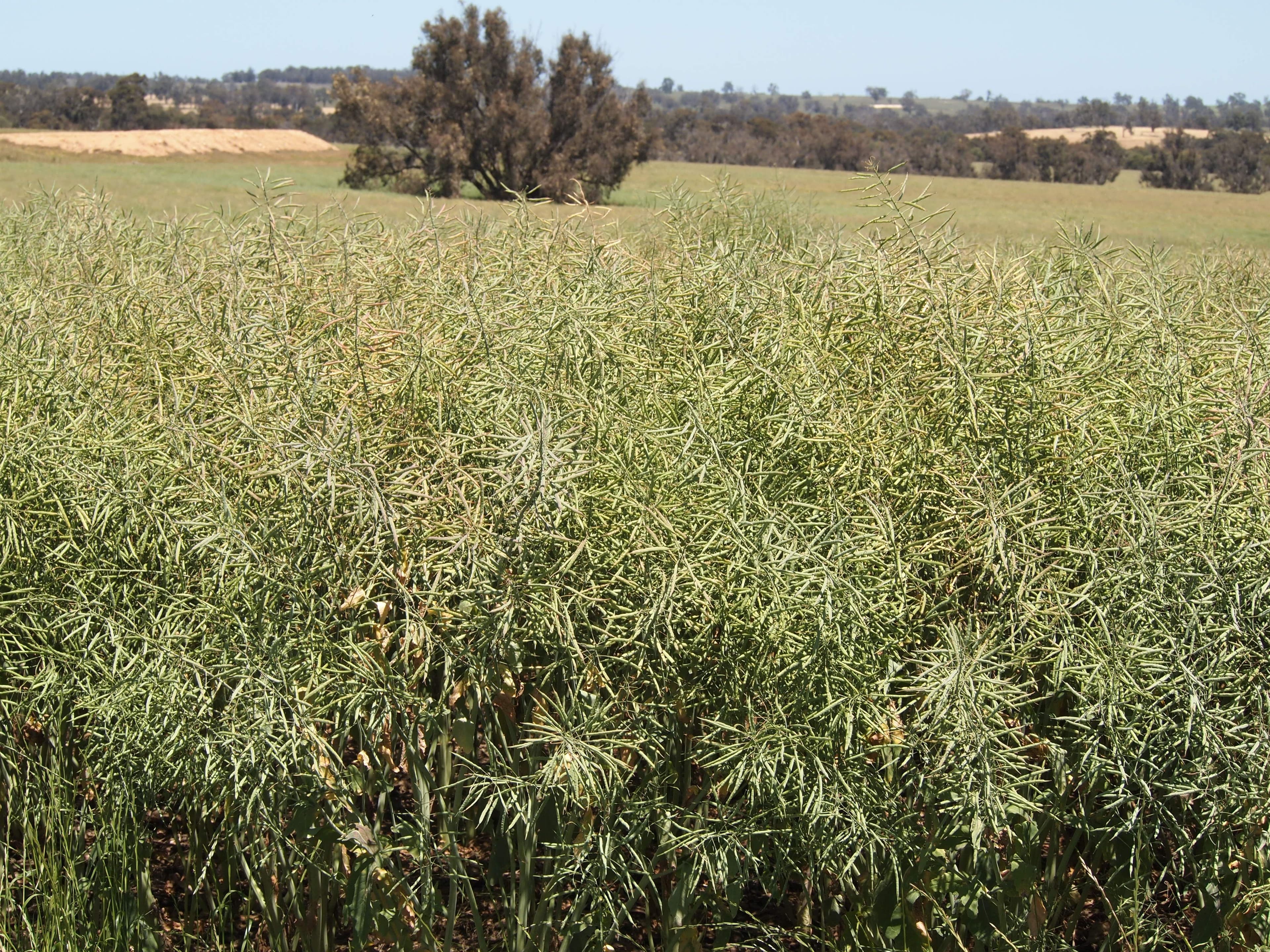 Hyfield, Crossburn, Yaralla, KOJONUP WA 6395, Kojonup - Thumbnail 8