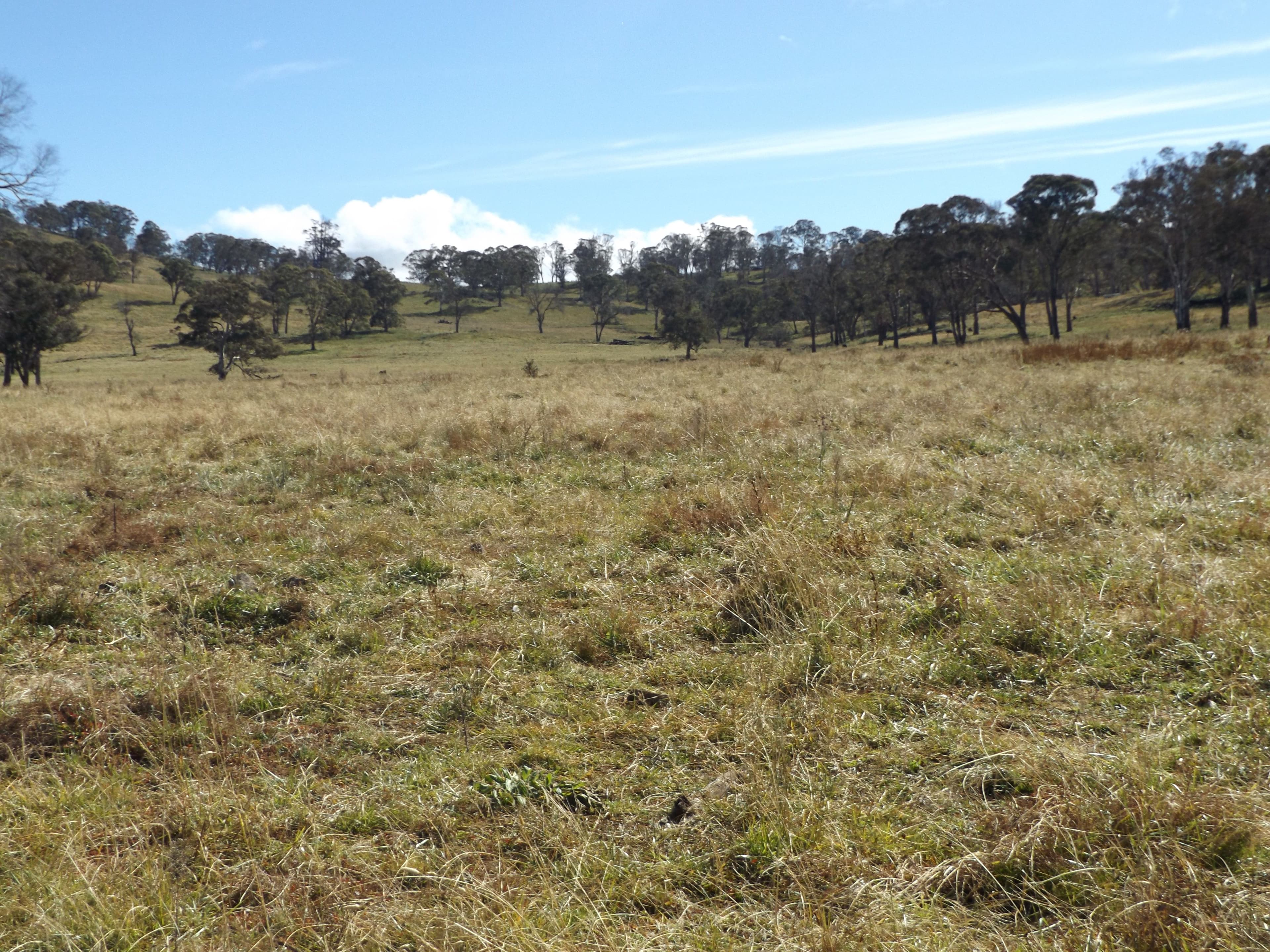 489 Inn Road, Ben Lomond NSW 2365, Ben Lomond - Thumbnail 3