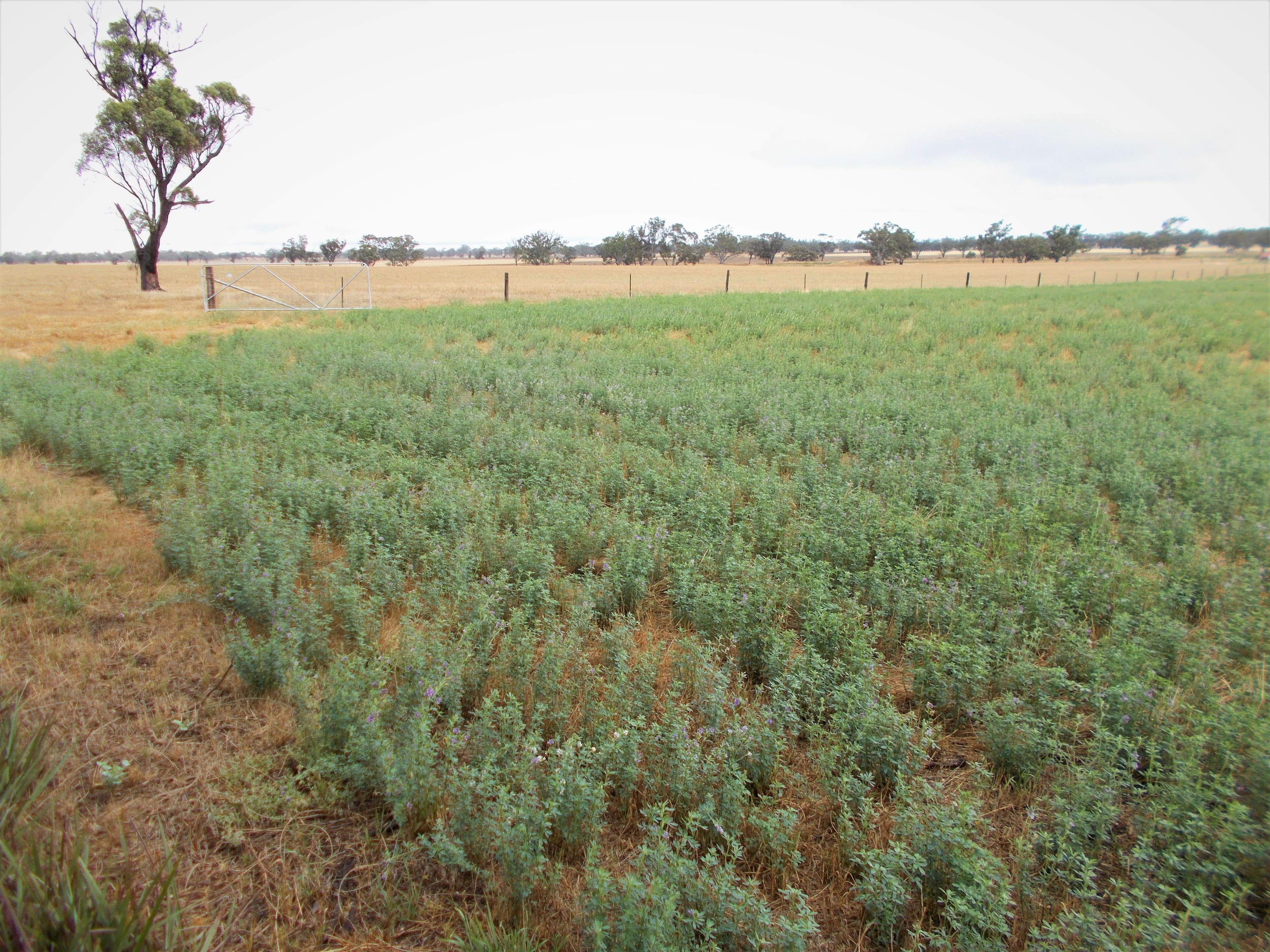 Proposed Lot Finlayson Road, Bordertown SA 5268, Bordertown - Image 1