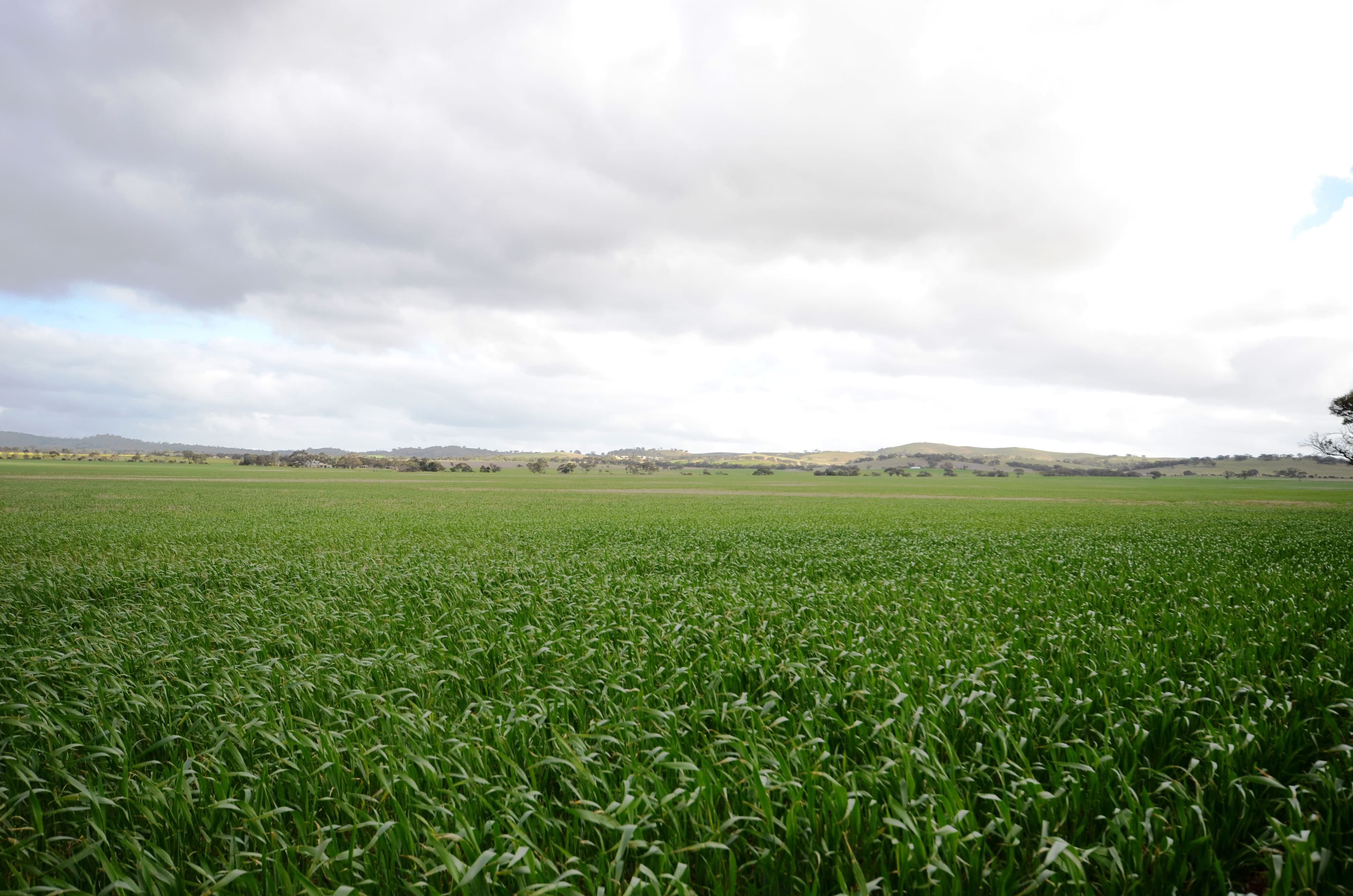 "Roockes" and "Schulzs" - Von Reiben Road, Neales Flat SA 5374, Neales Flat - Image 1
