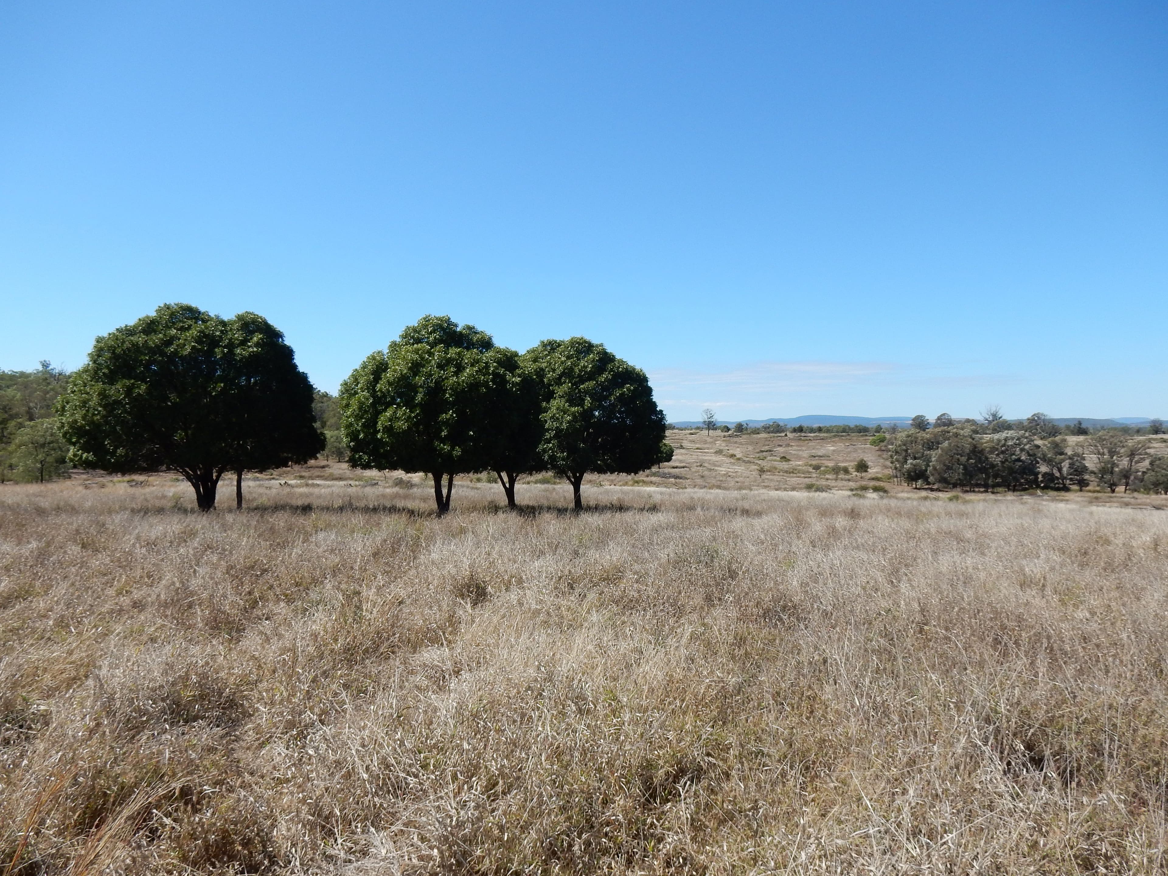 Goovigen QLD 4702, Goovigen - Image 1
