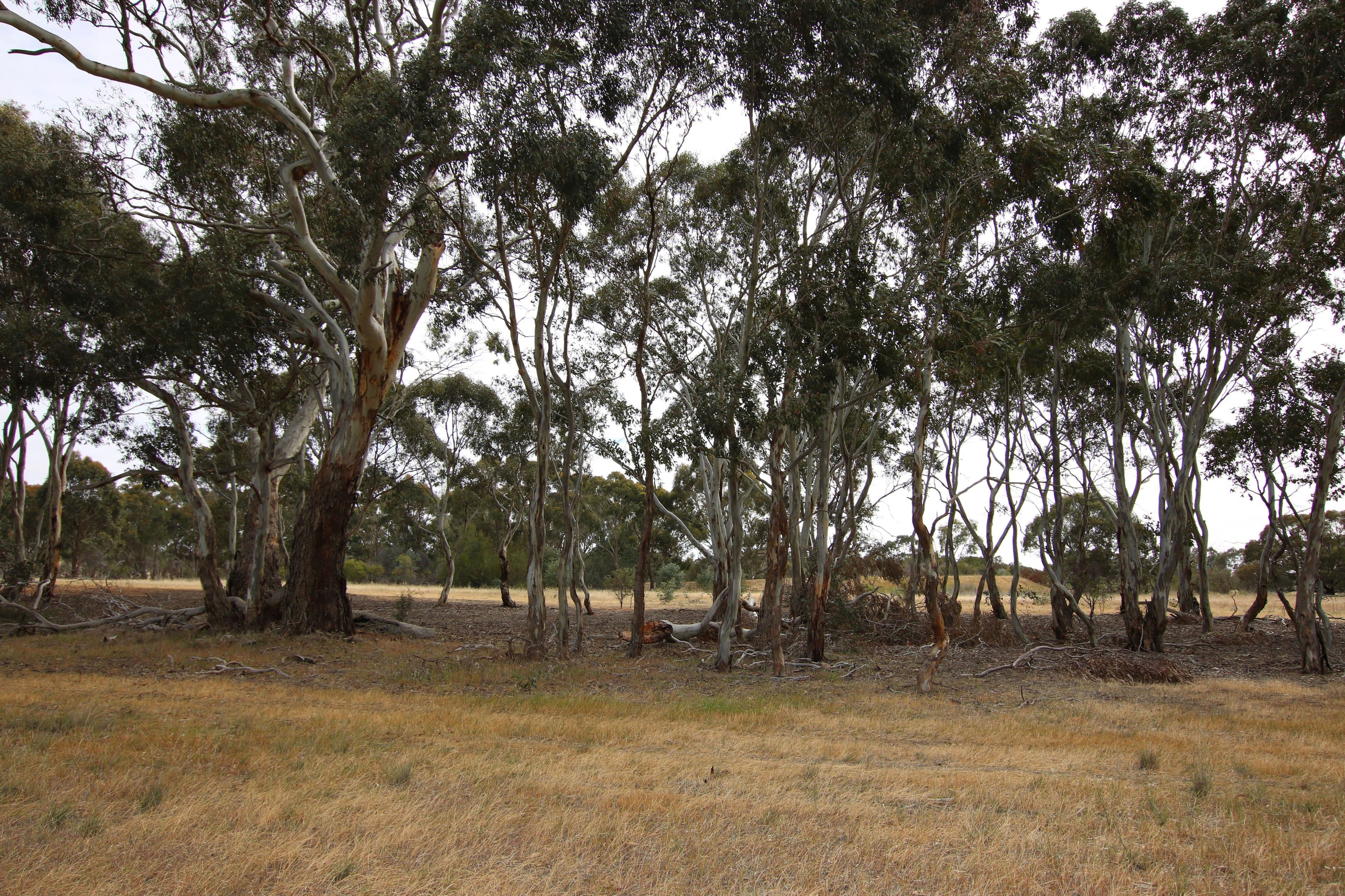 00 Charlton-St Arnaud Road, St Arnaud VIC 3478, St Arnaud - Thumbnail 3