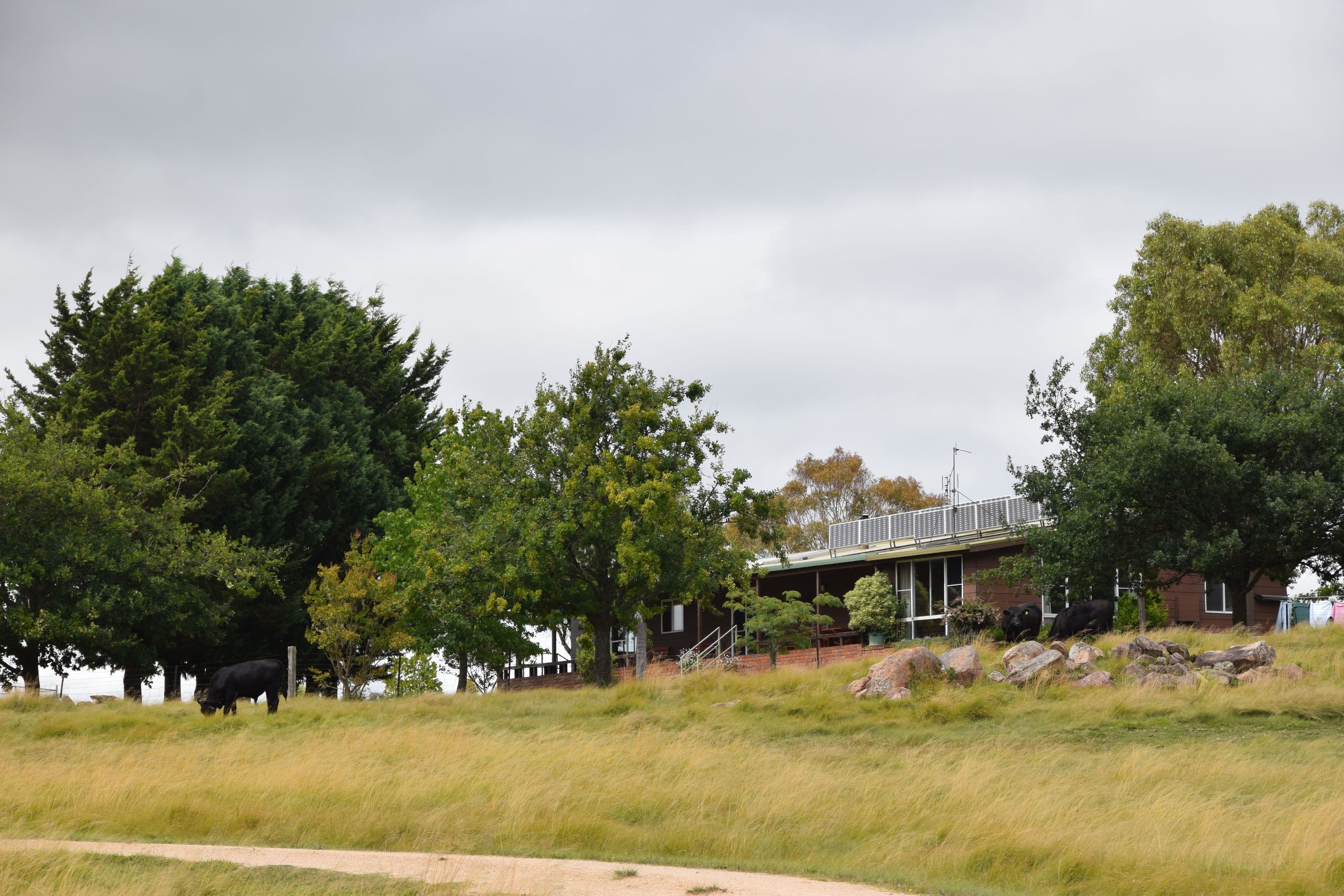 1259 Black Swamp Road, Tenterfield NSW 2372, Tenterfield - Image 1