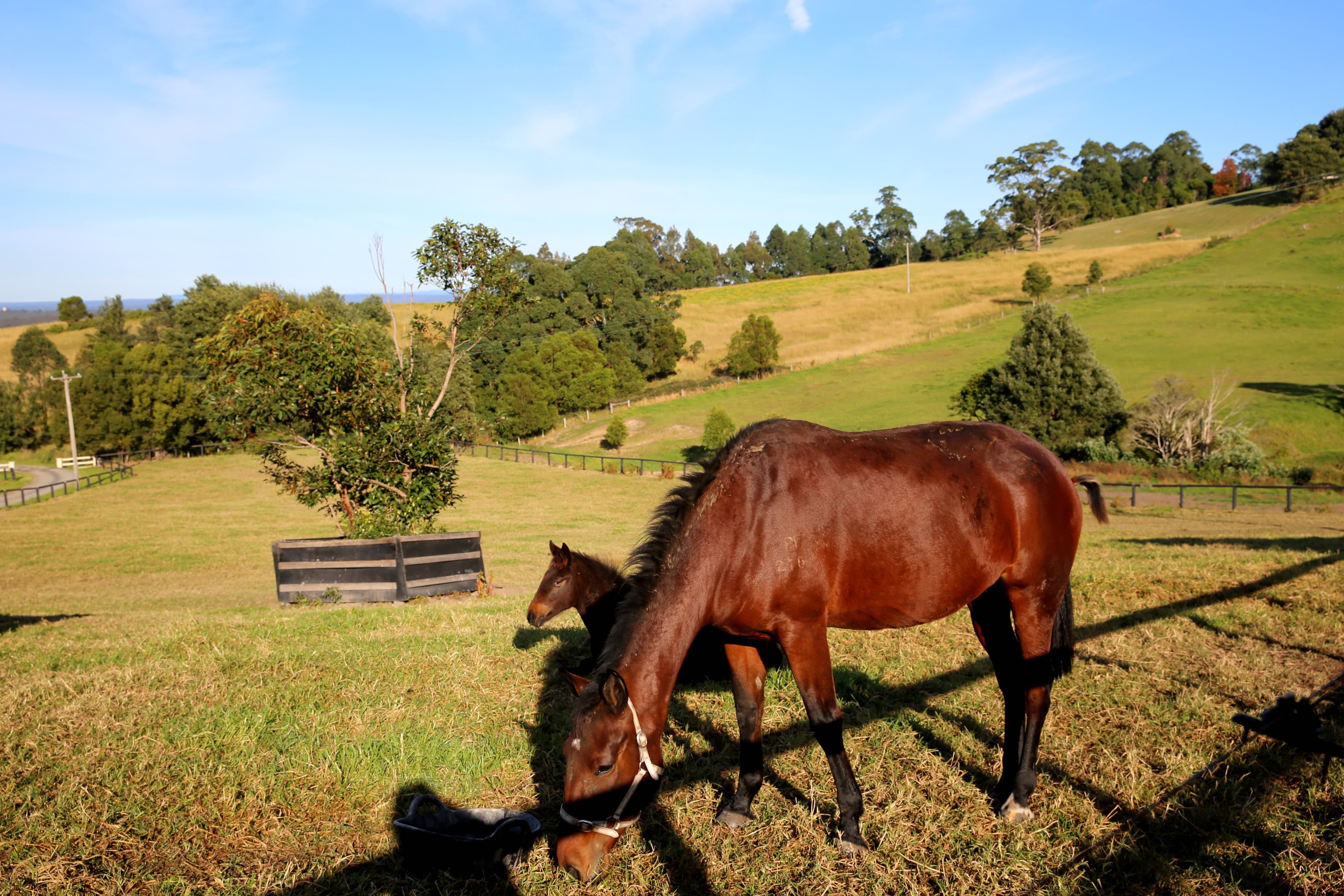 110B Elliott Lane, Meroo Meadow NSW 2540, Meroo Meadow - Thumbnail 4
