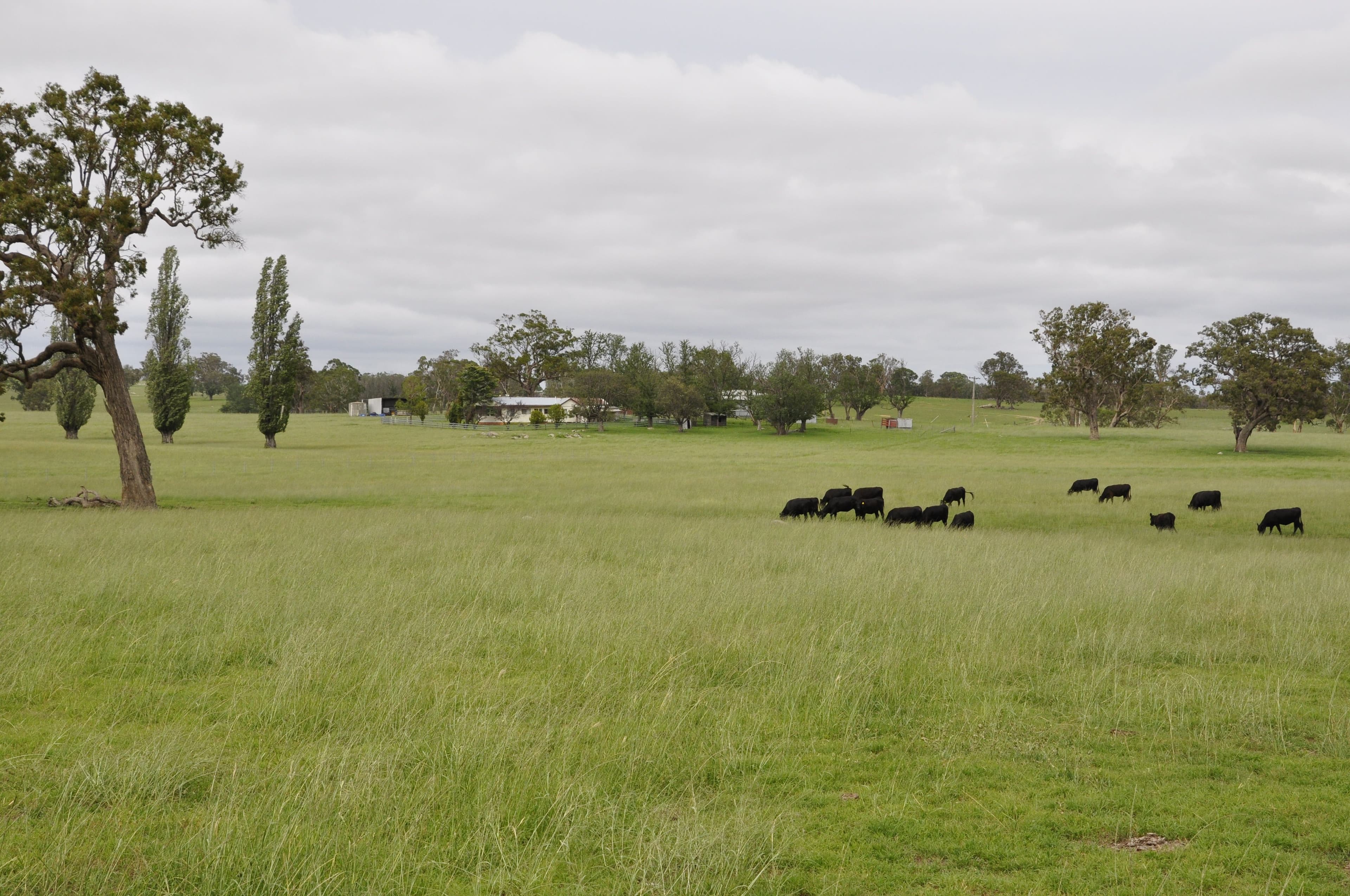 579 Wellington Vale Road, Deepwater NSW 2371, Deepwater - Thumbnail 6