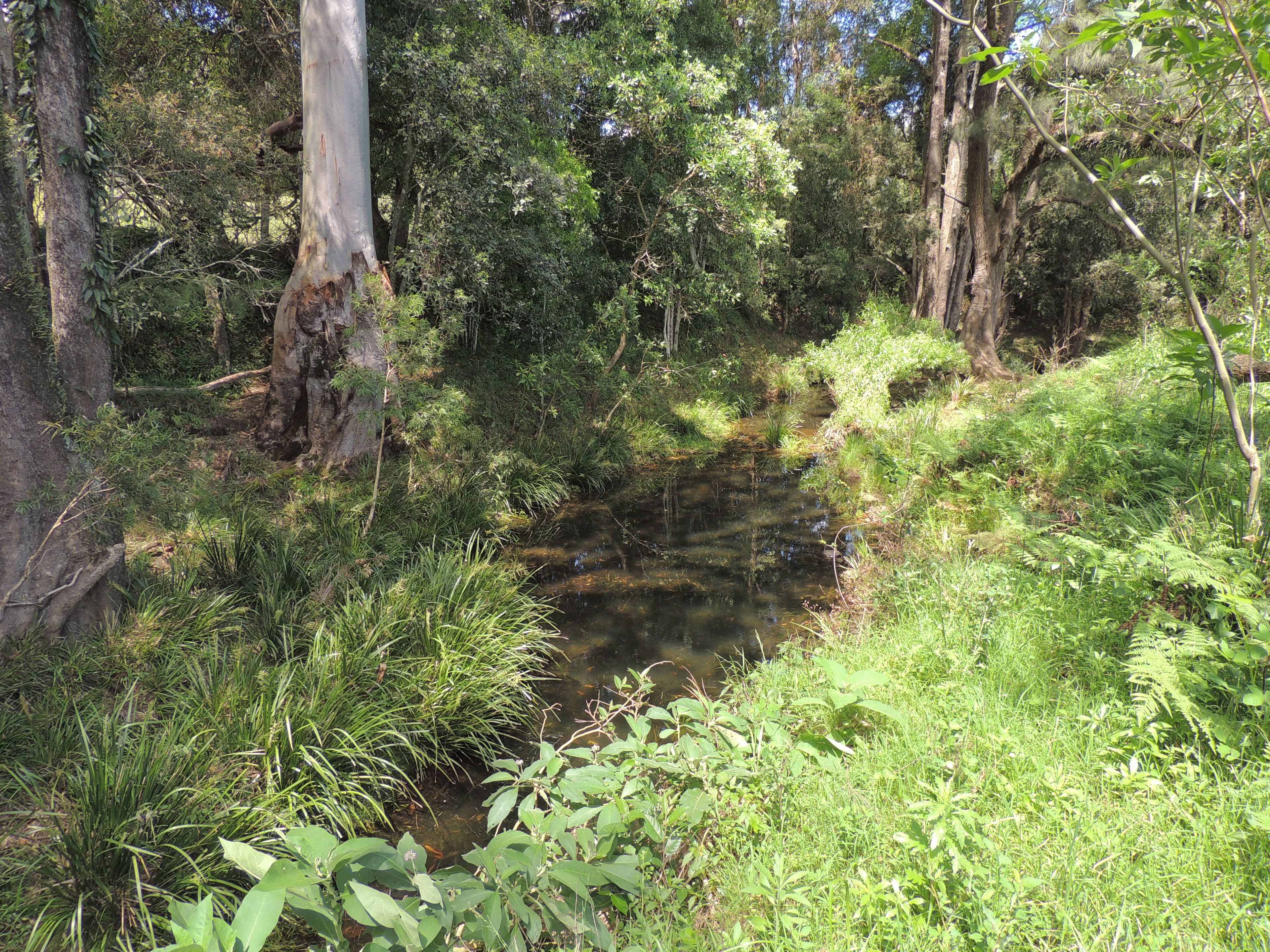 1079 Upper Myall Road, Bulahdelah NSW 2423, Bulahdelah - Thumbnail 8