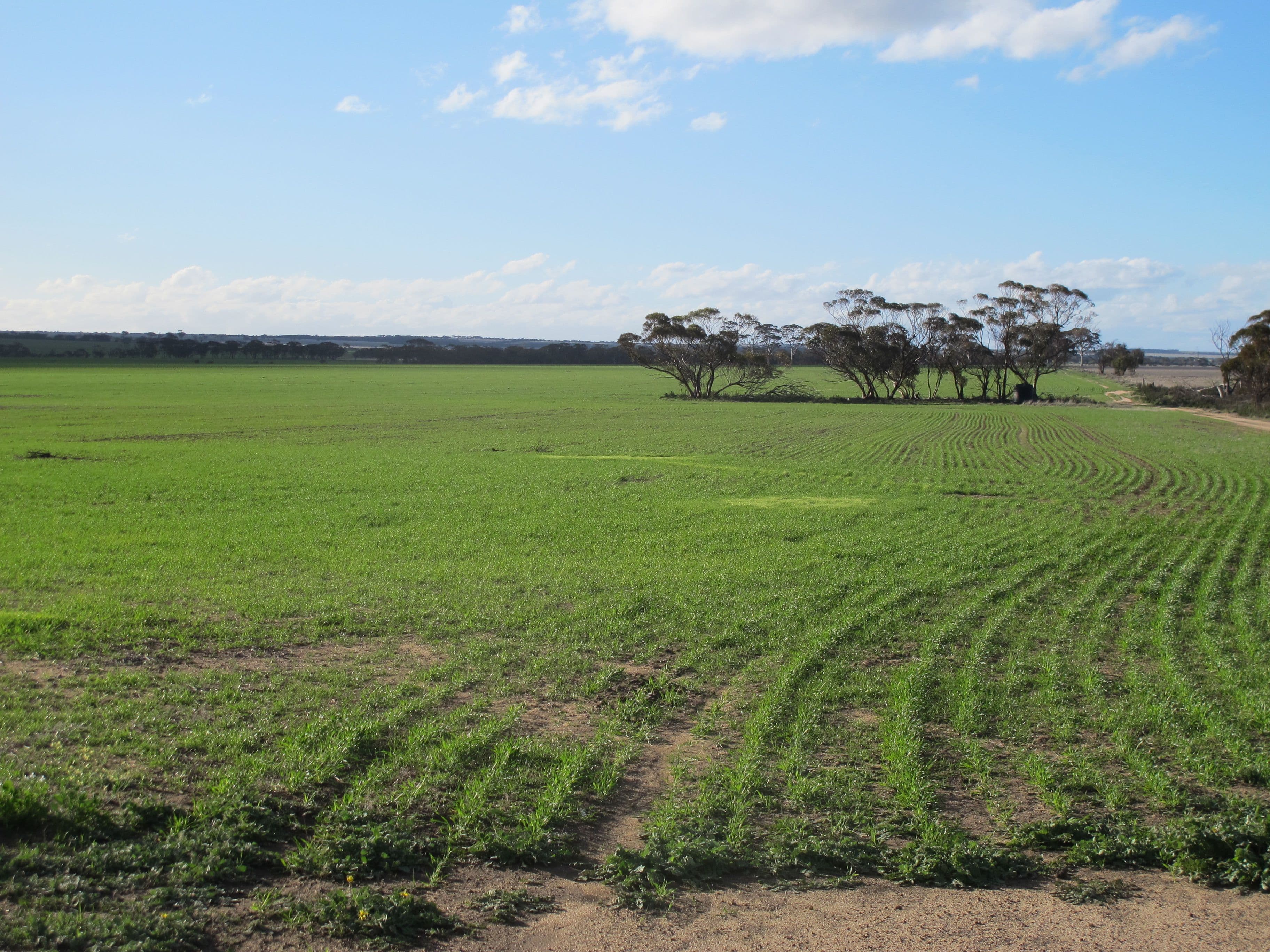 Hyland Park, Dixon Road, NAREMBEEN WA 6369, Narembeen - Image 1