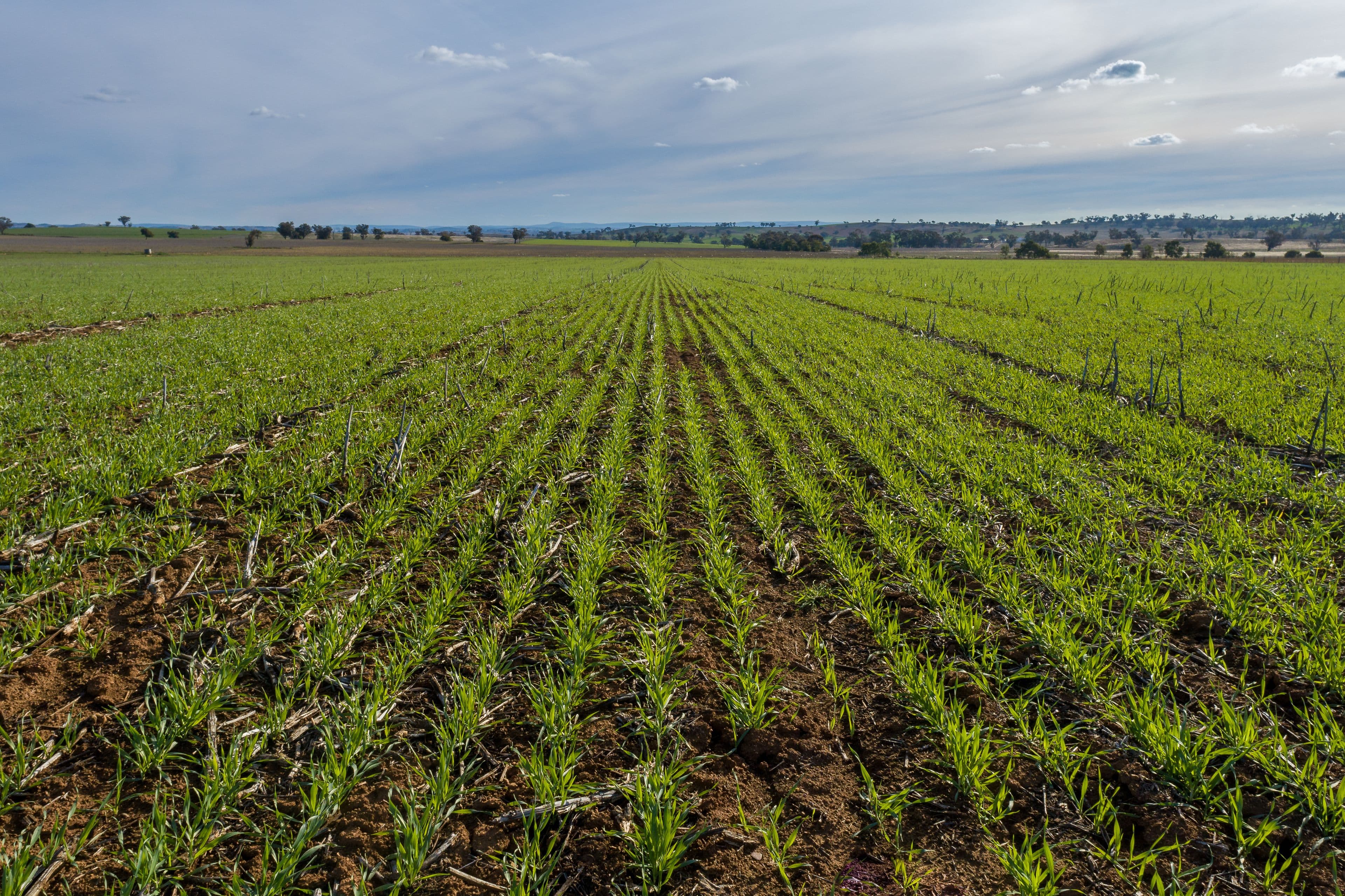 401 Catombal Road, Cumnock NSW 2867, Cumnock - Thumbnail 5