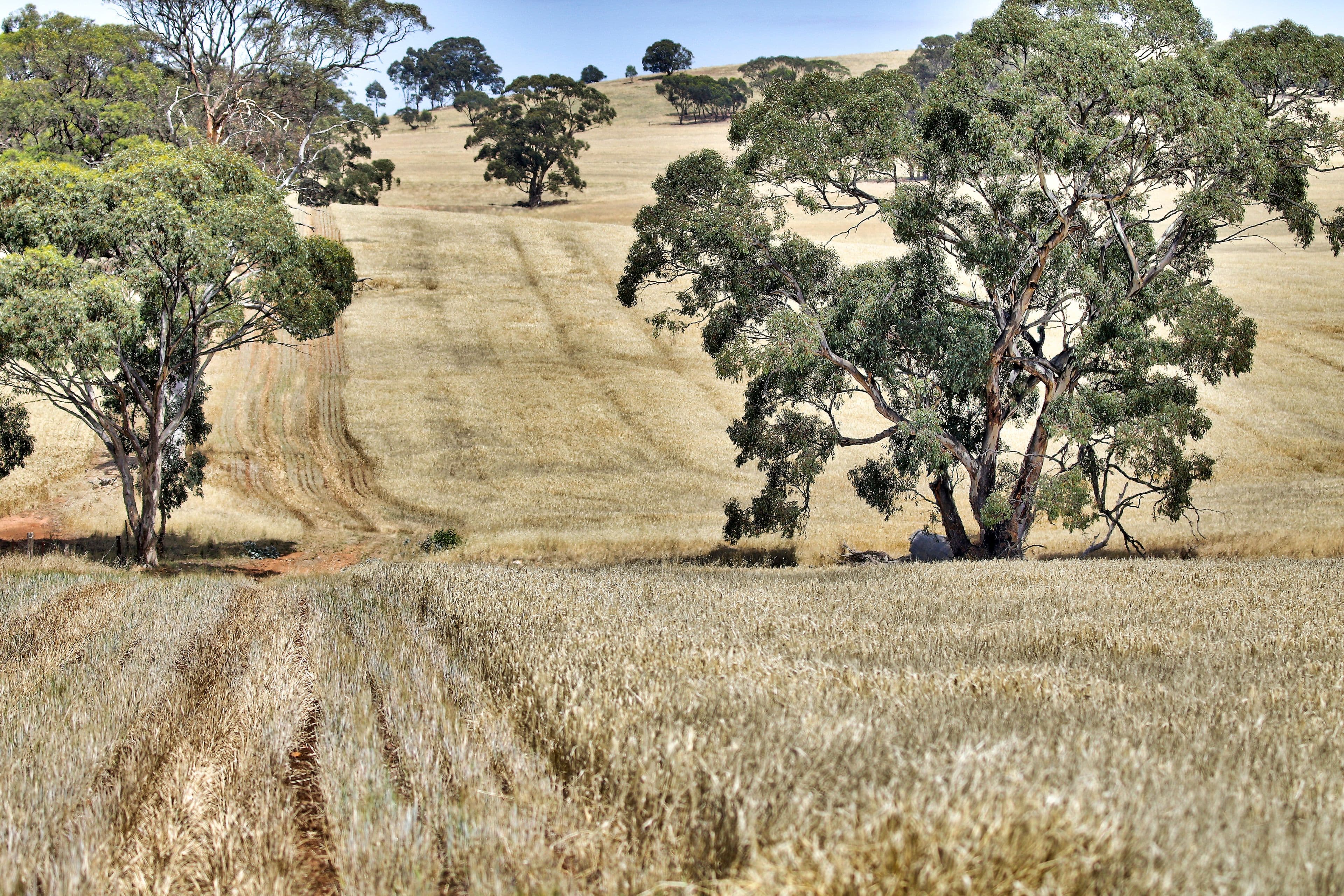 "Cloverhills" Brothers Hill Road, MANOORA SA 5414, Manoora - Thumbnail 5