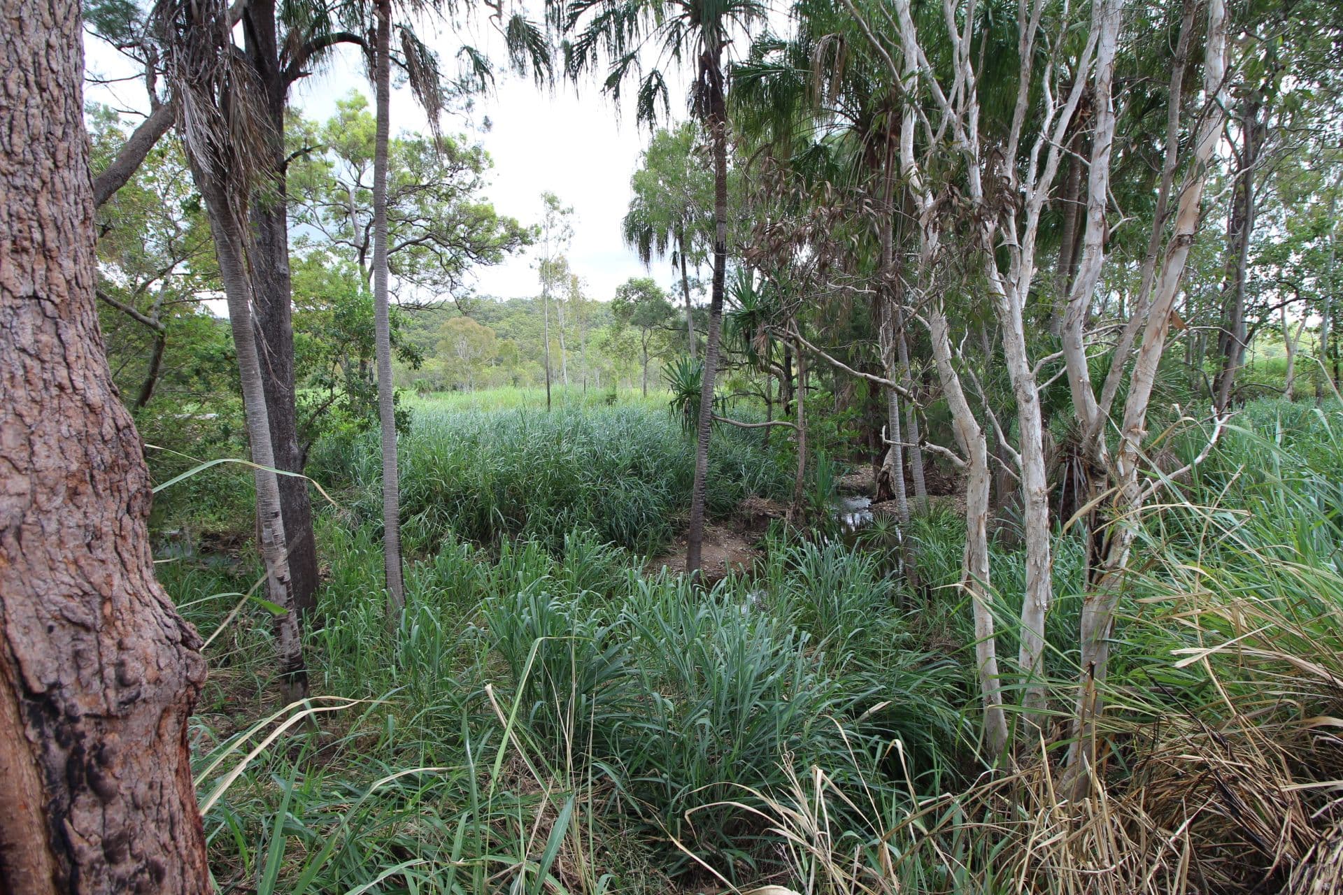 89806 Bruce Highway, Sarina QLD 4737, Sarina - Thumbnail 6