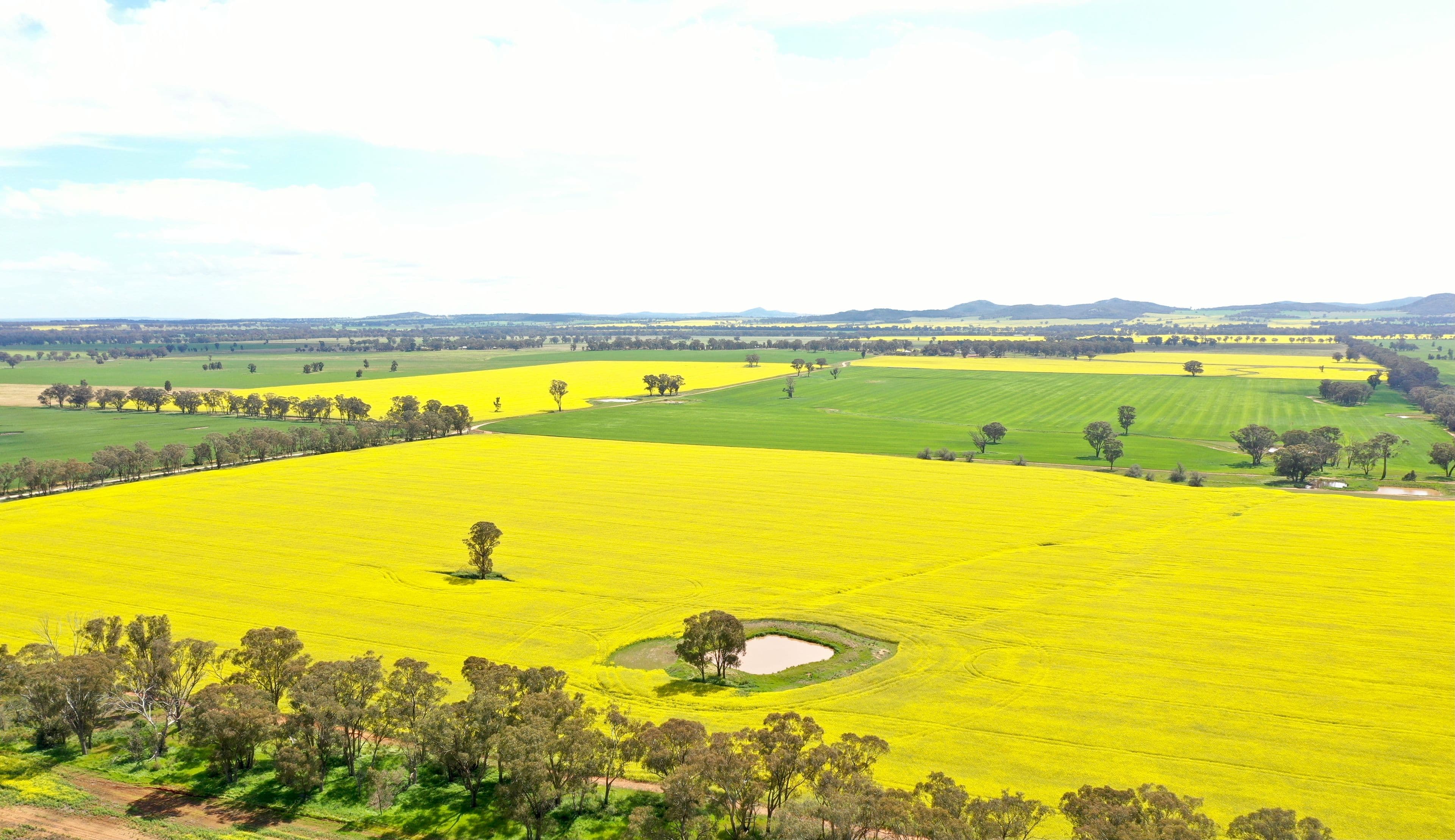 354 Ness Road, Temora NSW 2666, Temora - Thumbnail 3