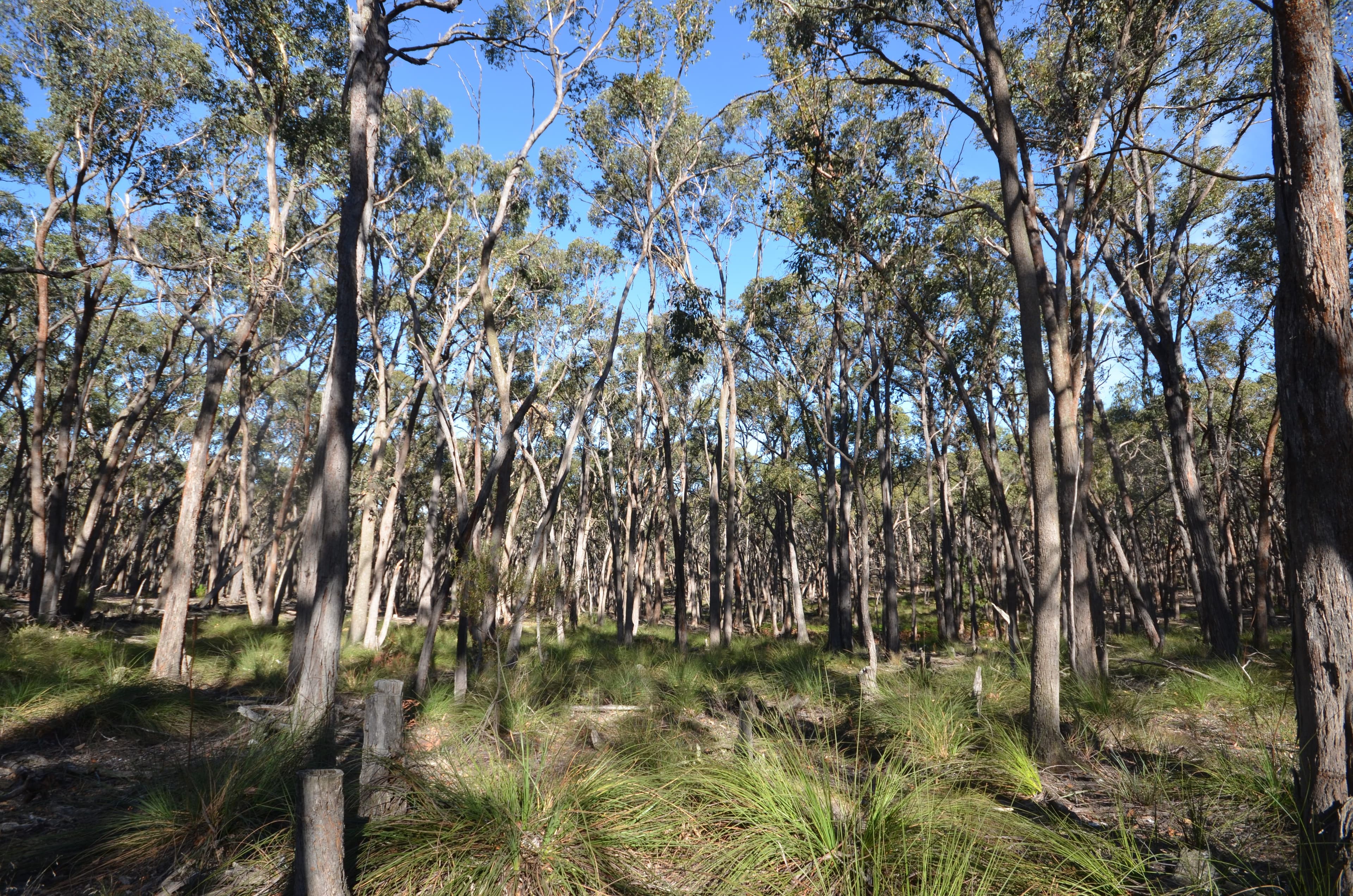 CA 10 & 11 Lightwood Park Road, SMYTHESDALE VIC 3351, Smythesdale - Thumbnail 3