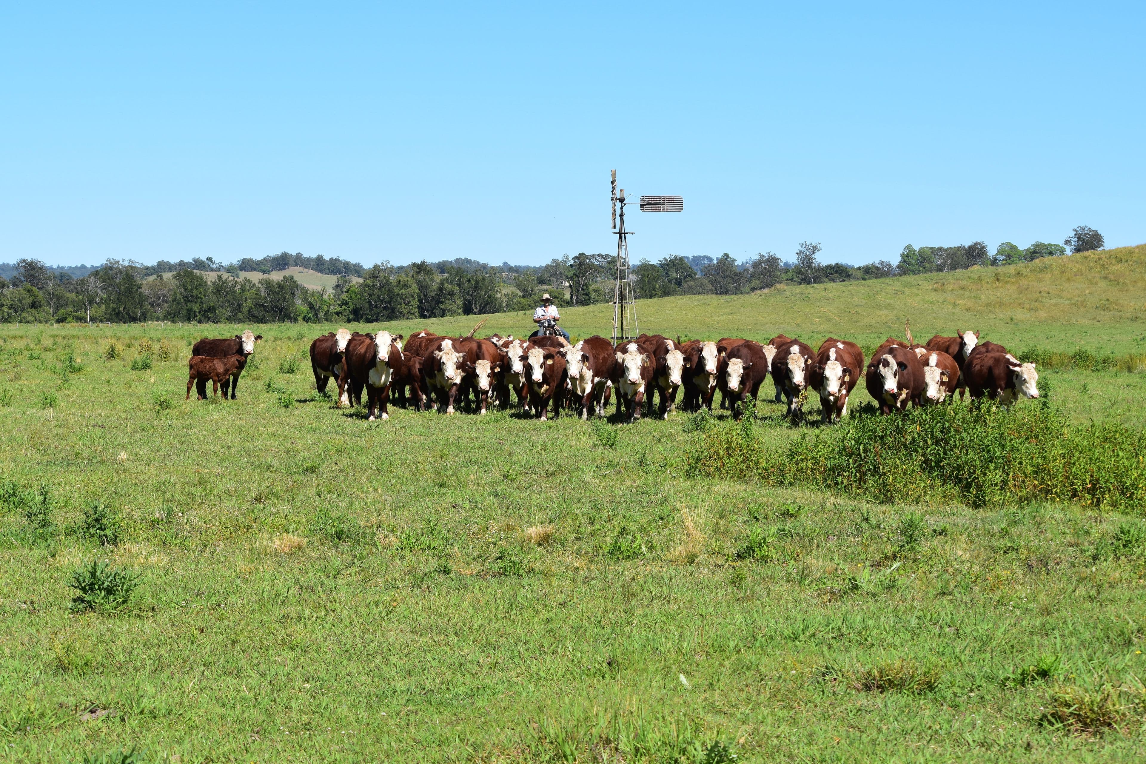 135C Bungabbee Road, Bungabbee NSW 2480, Bungabbee - Image 1