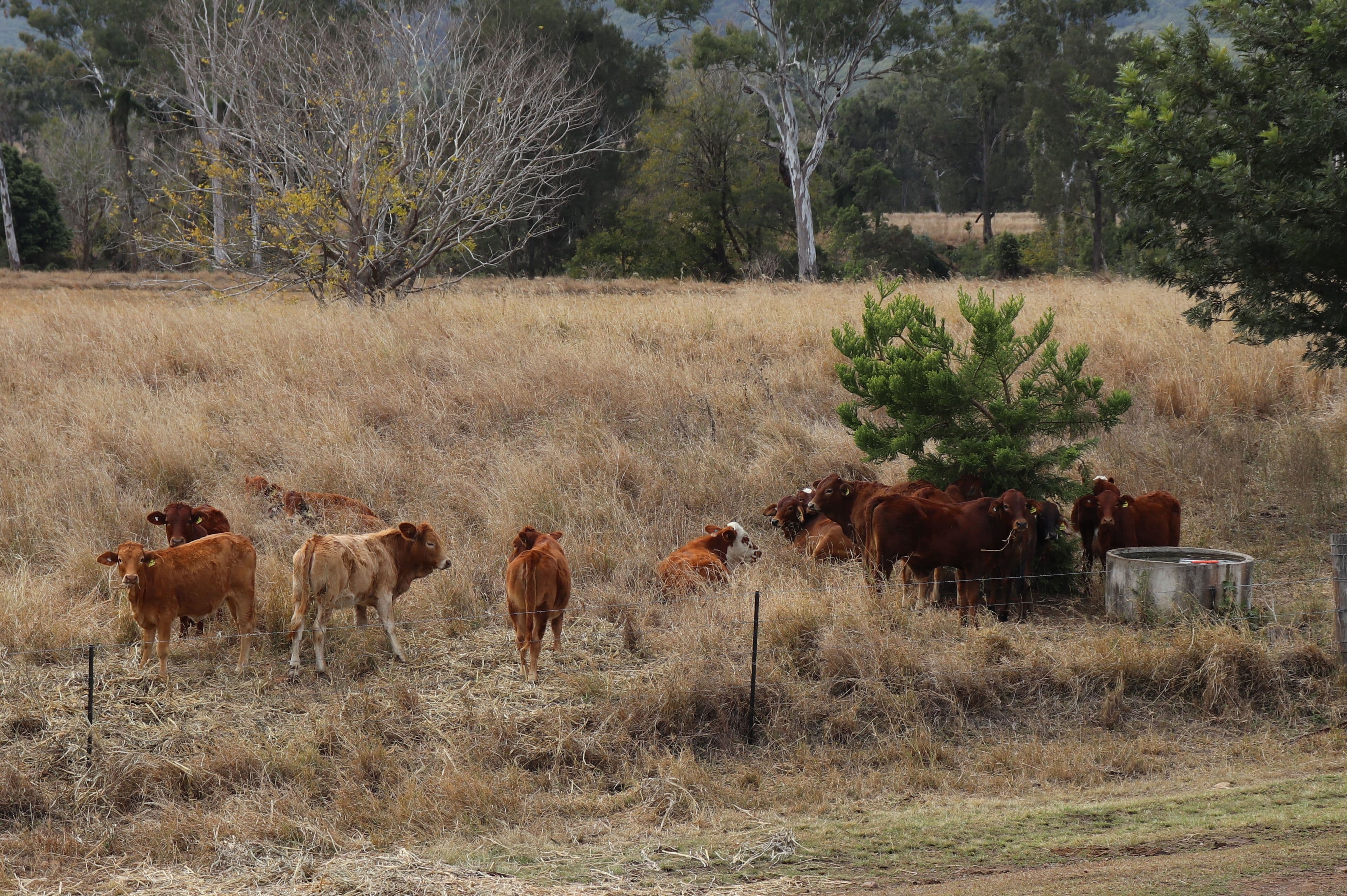 4615 Gladstone Monto Road, Boyne Valley QLD 4680, Boyne Valley - Thumbnail 8
