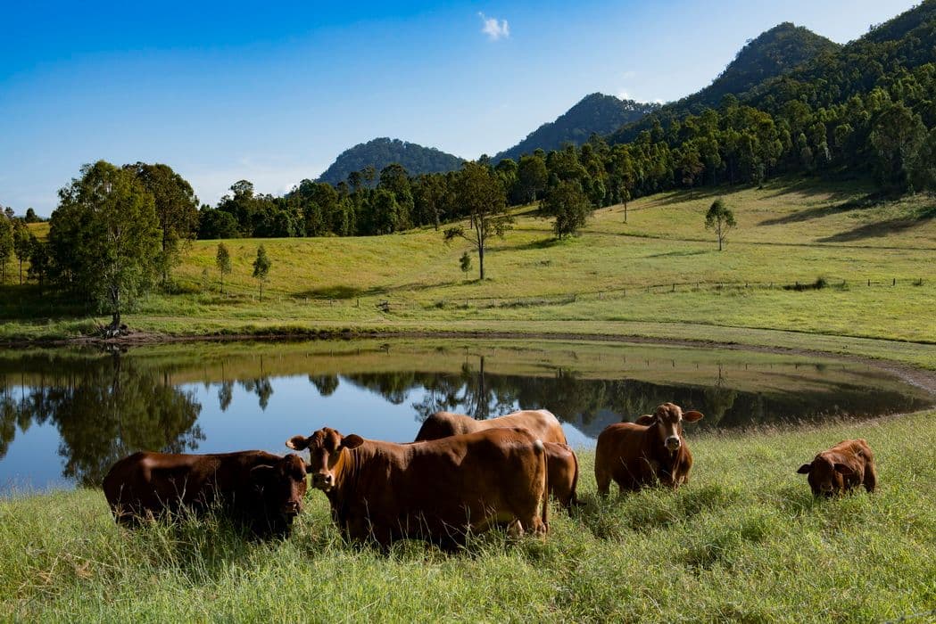 40 Traves Road, Sandy Creek QLD 4515, Sandy Creek - Thumbnail 7
