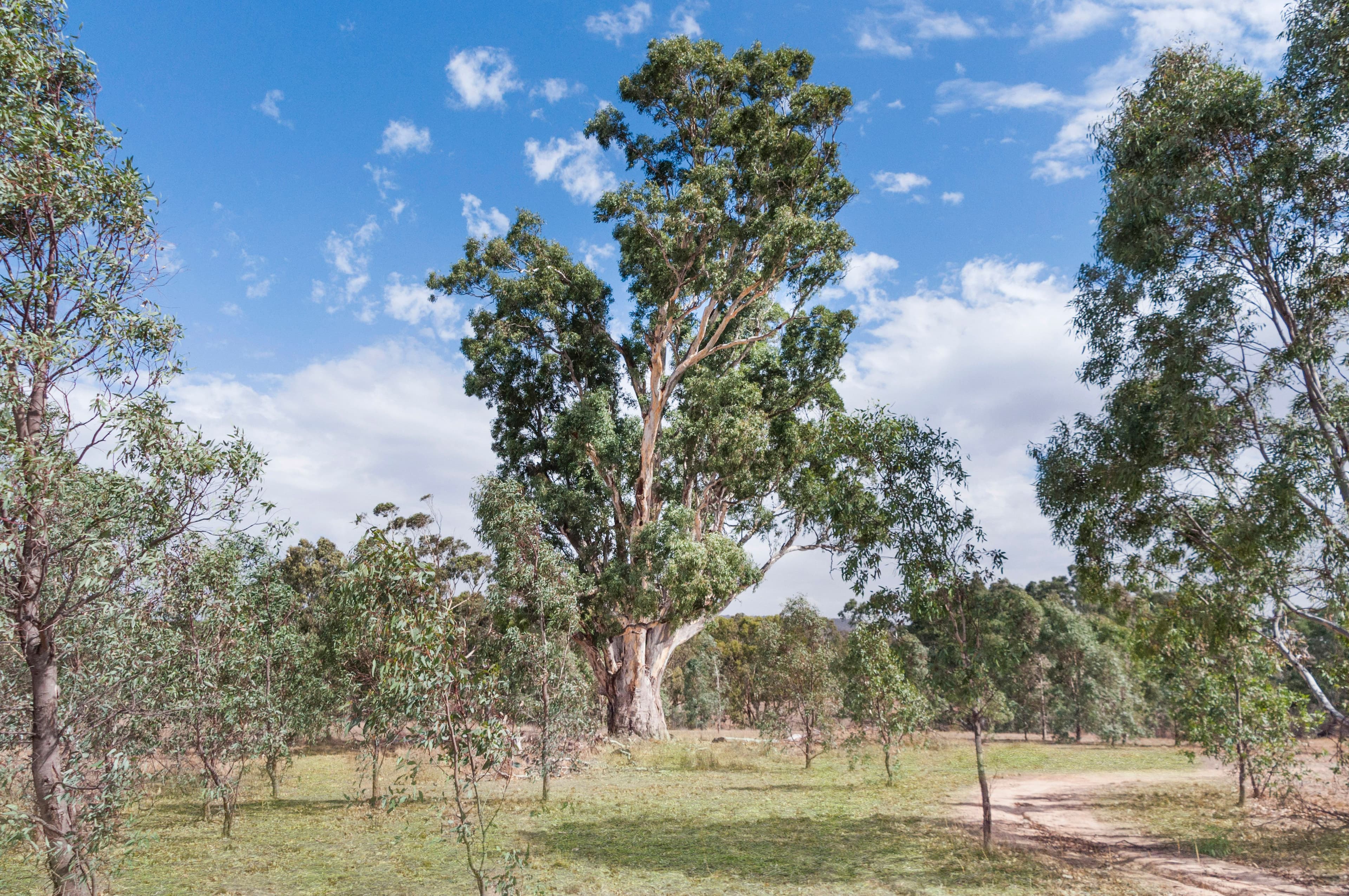 Lot 1 Sunraysia Highway, REDBANK  Victoria  3477, Australia, Redbank - Thumbnail 6