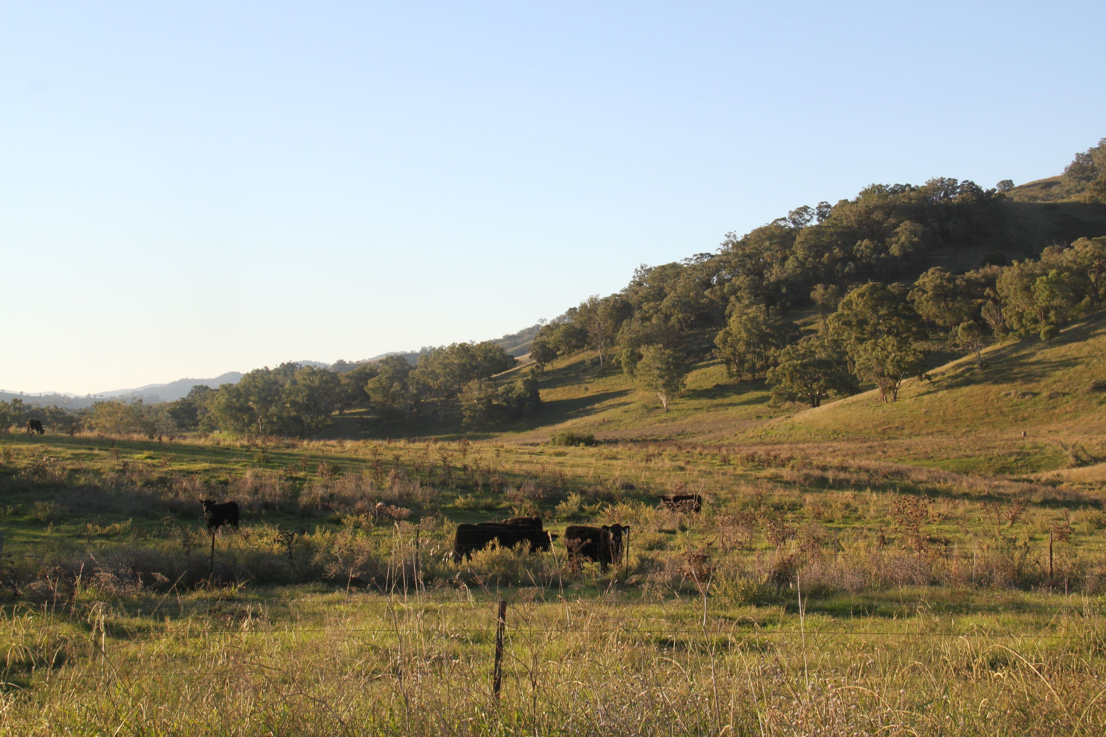 97 Woolomin Gap Road, Woolomin NSW 2340, Woolomin - Thumbnail 5
