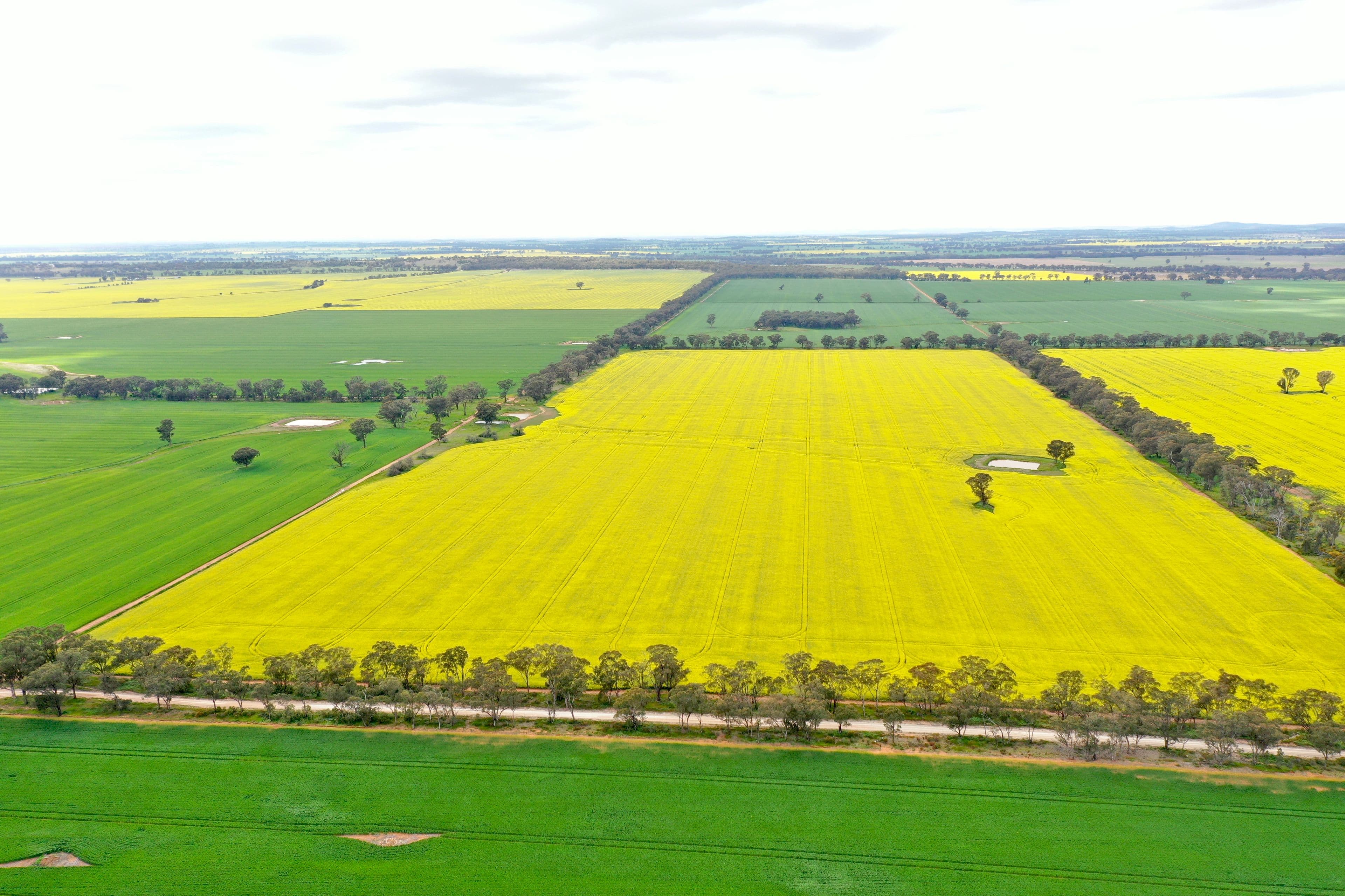354 Ness Road, Temora NSW 2666, Temora - Thumbnail 5