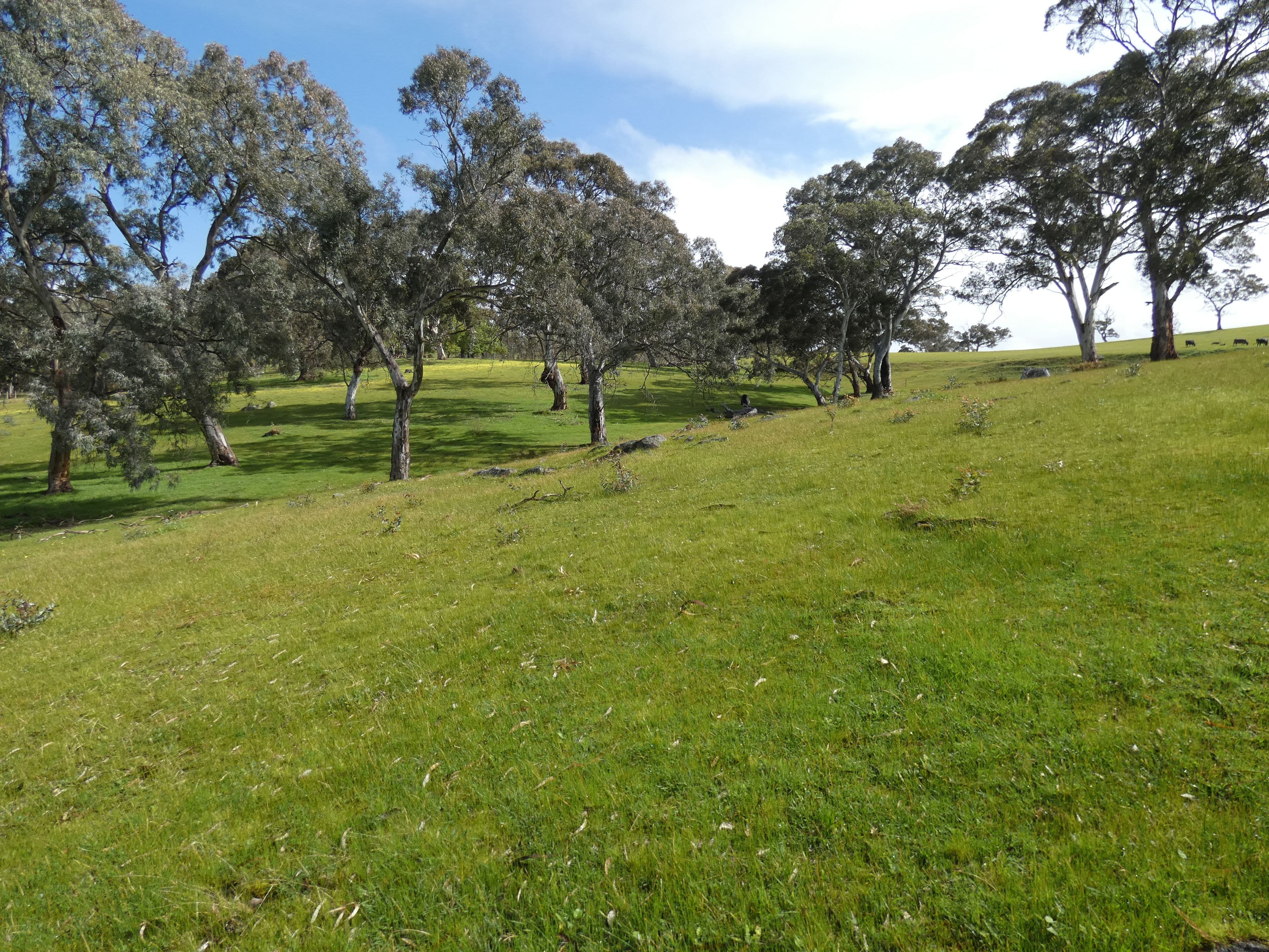 66 Nestor Road, Macclesfield SA 5153, Macclesfield - Thumbnail 6