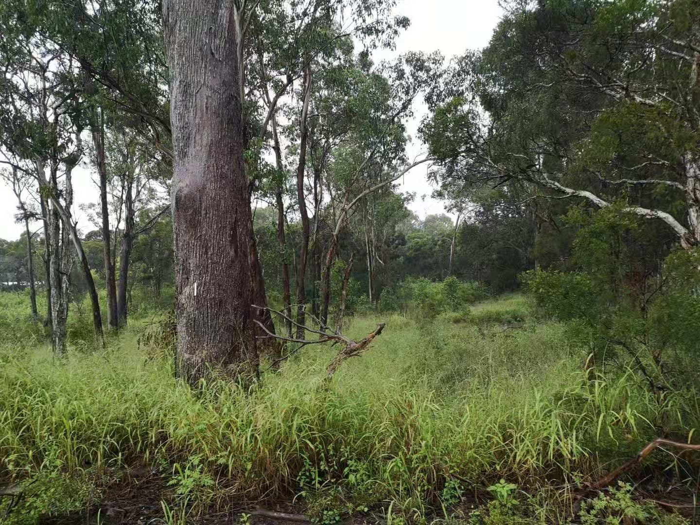 Vineyard NSW 2765, Vineyard - Thumbnail 3