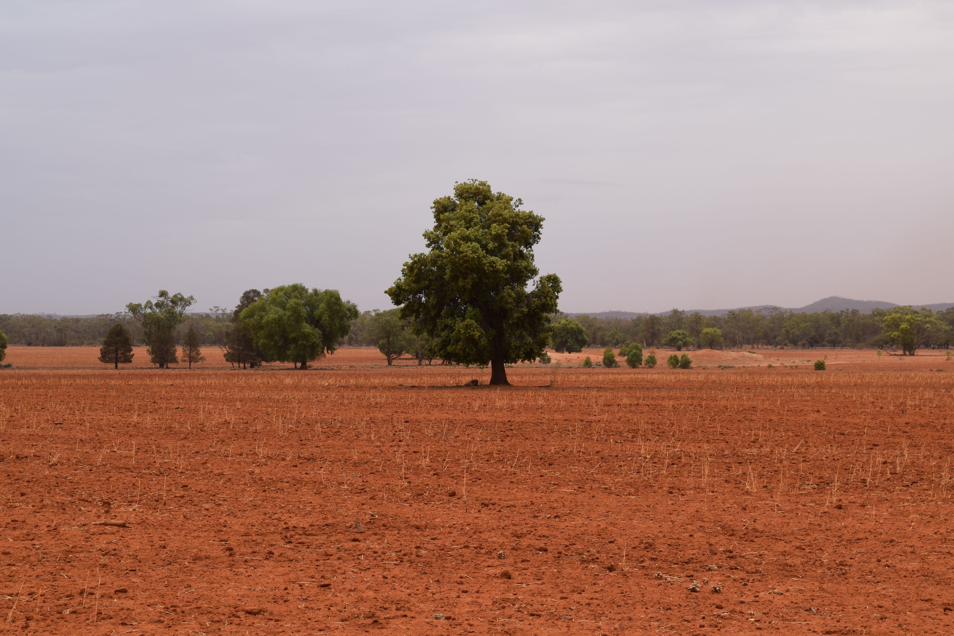 "Boolaroo" and "Warra Warra" Palesthan Road, CONDOBOLIN NSW 2877, Condobolin - Thumbnail 2