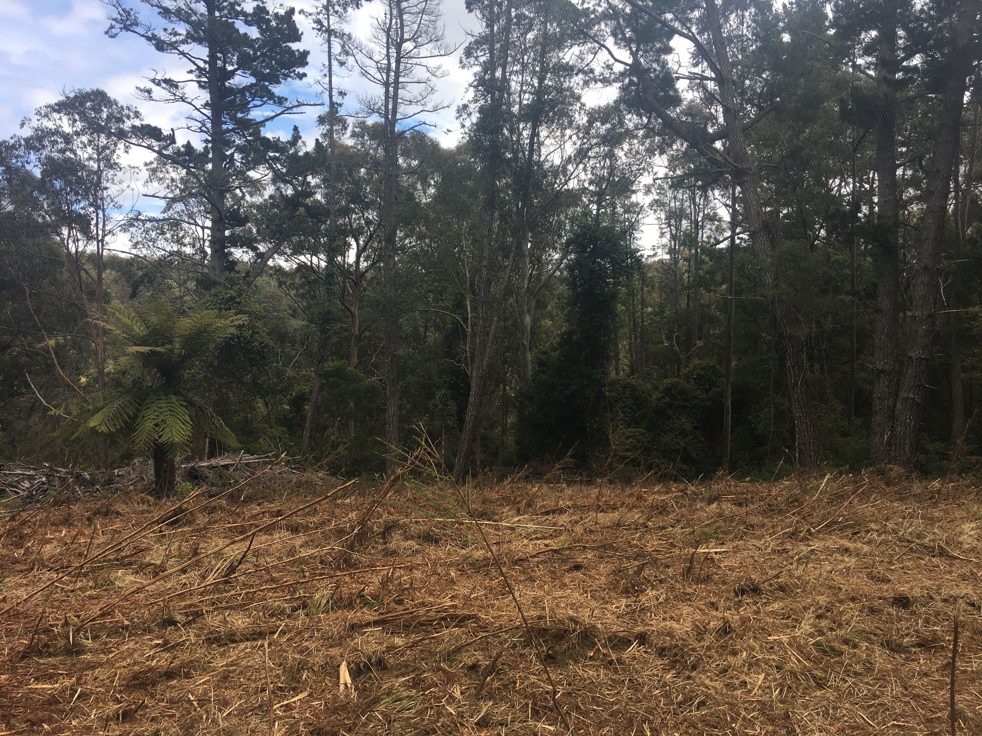 82a Mount Street Dundurrabin, Dorrigo NSW 2453, Dorrigo - Thumbnail 5