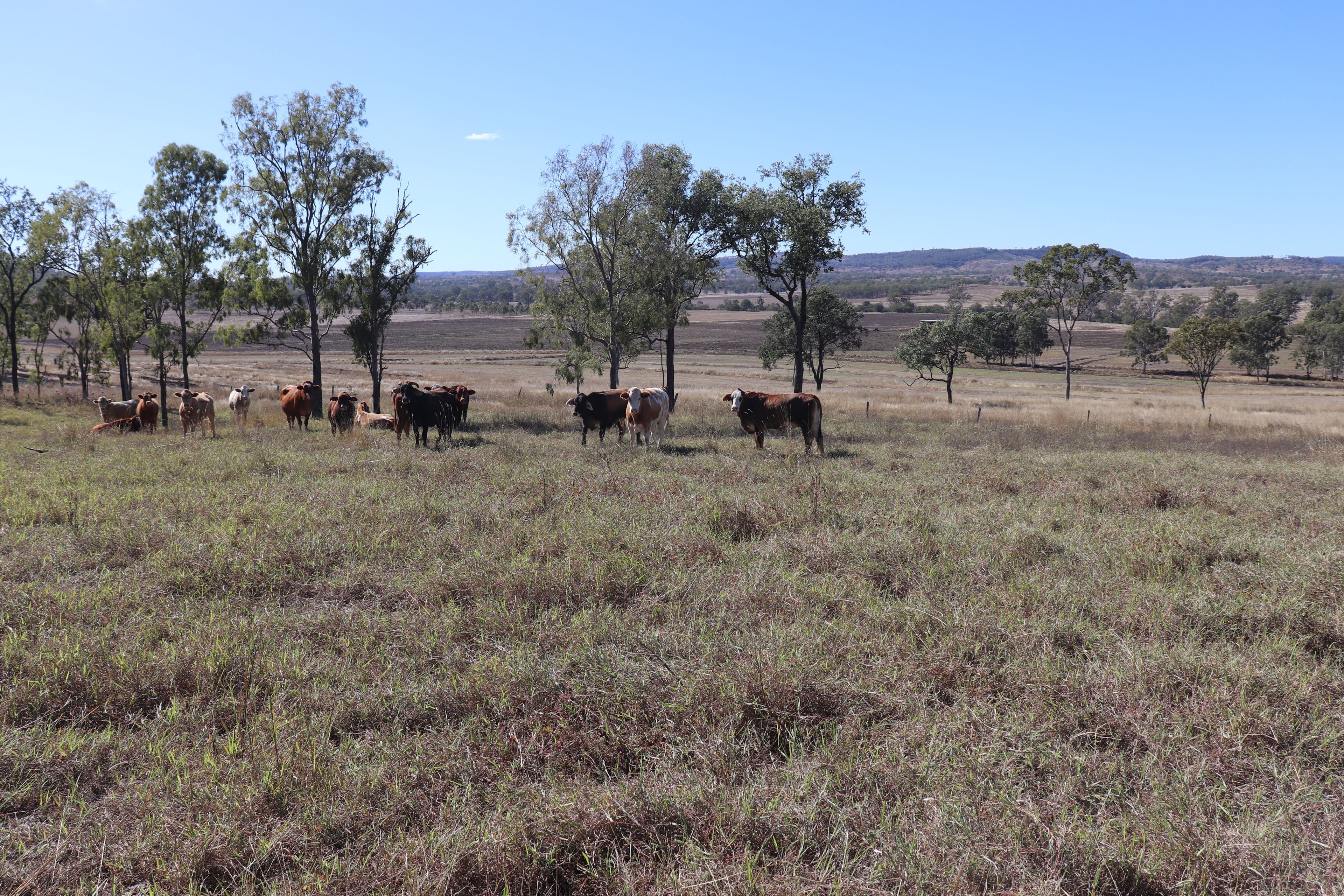 428 Cannindah Road, Monto QLD 4630, Monto - Image 1