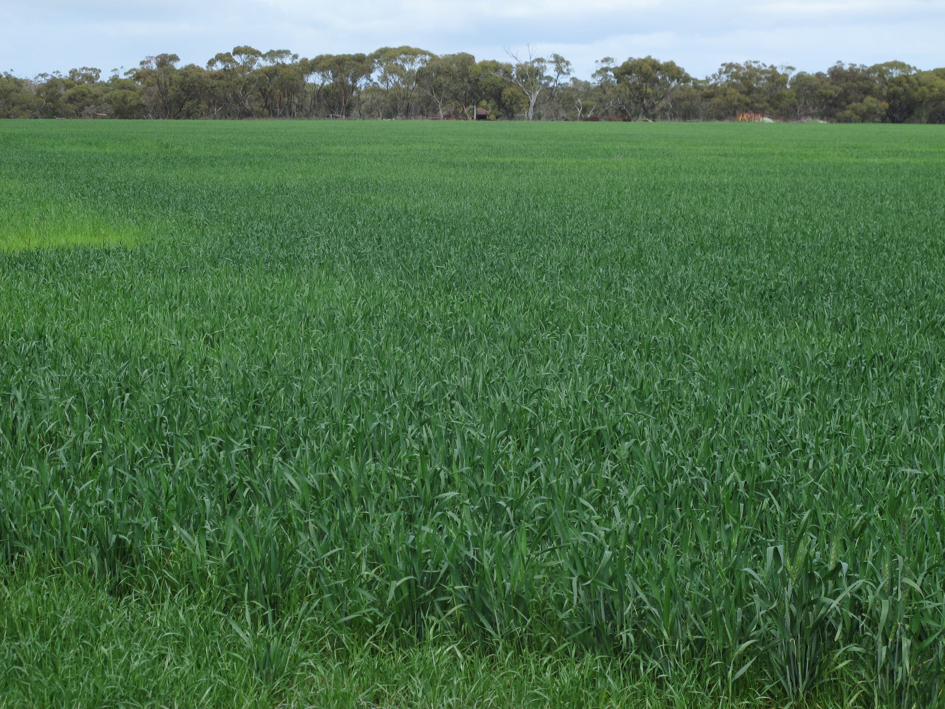 Balannada Farm Marchagee, COOROW WA 6515, Coorow - Image 1