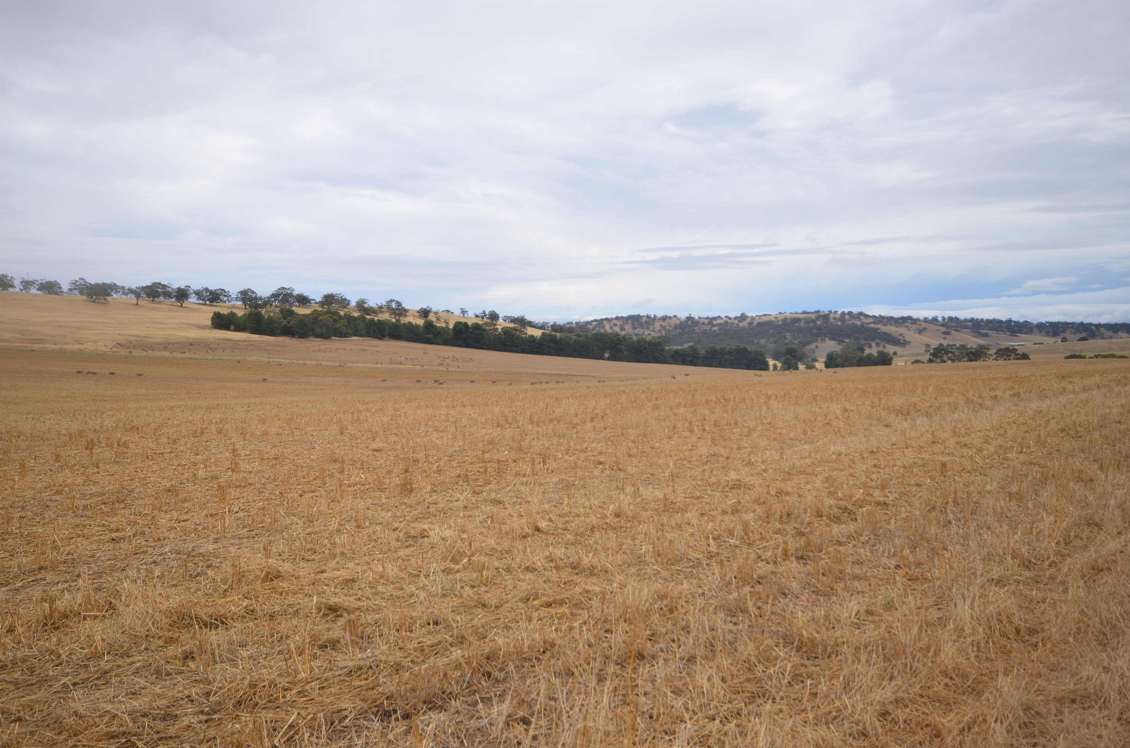 "Wadnama" Plew Road, Undalya SA 5451, Undalya - Image 1