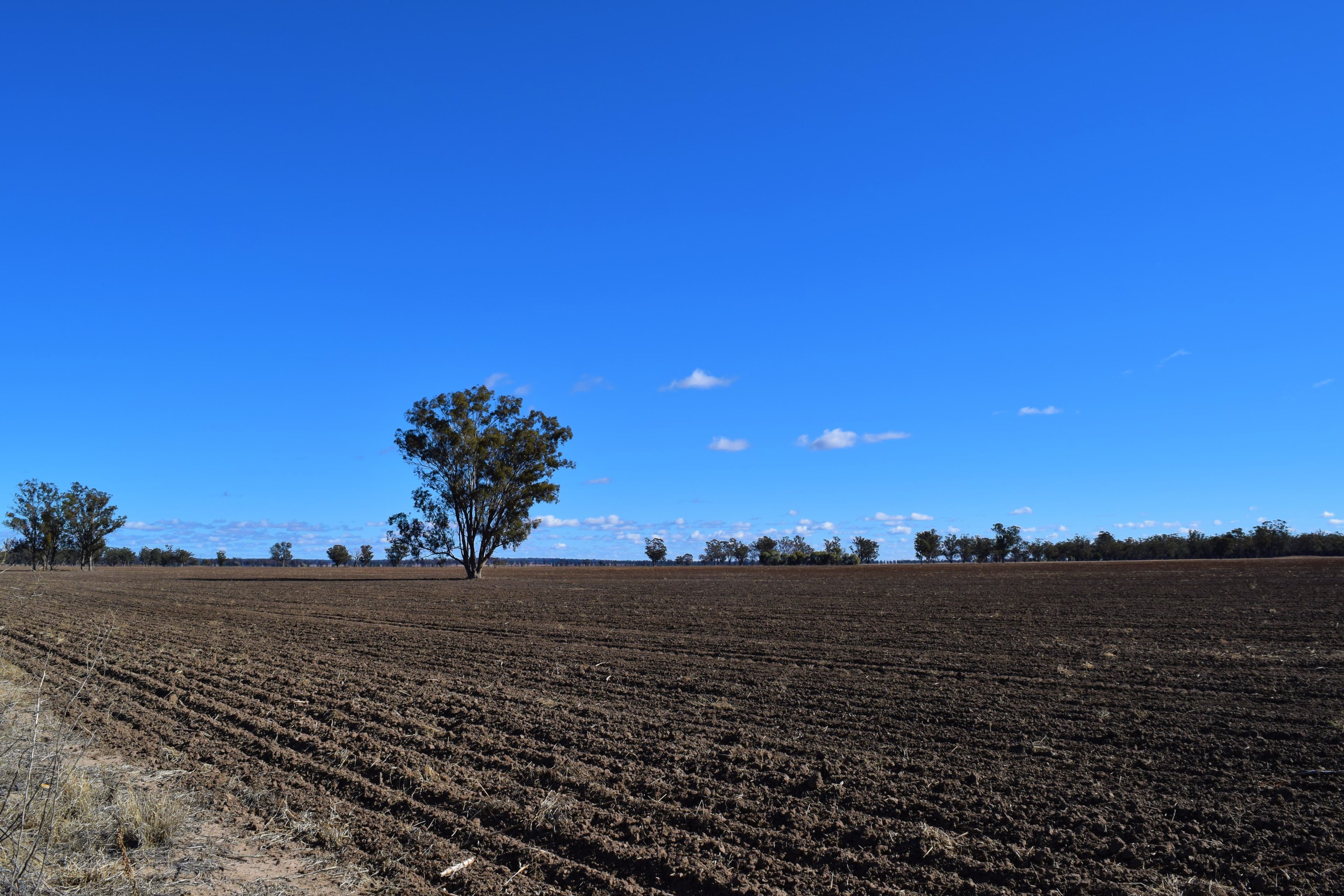 Rosehill and Windella, PEAK HILL NSW 2869, Peak Hill - Thumbnail 8