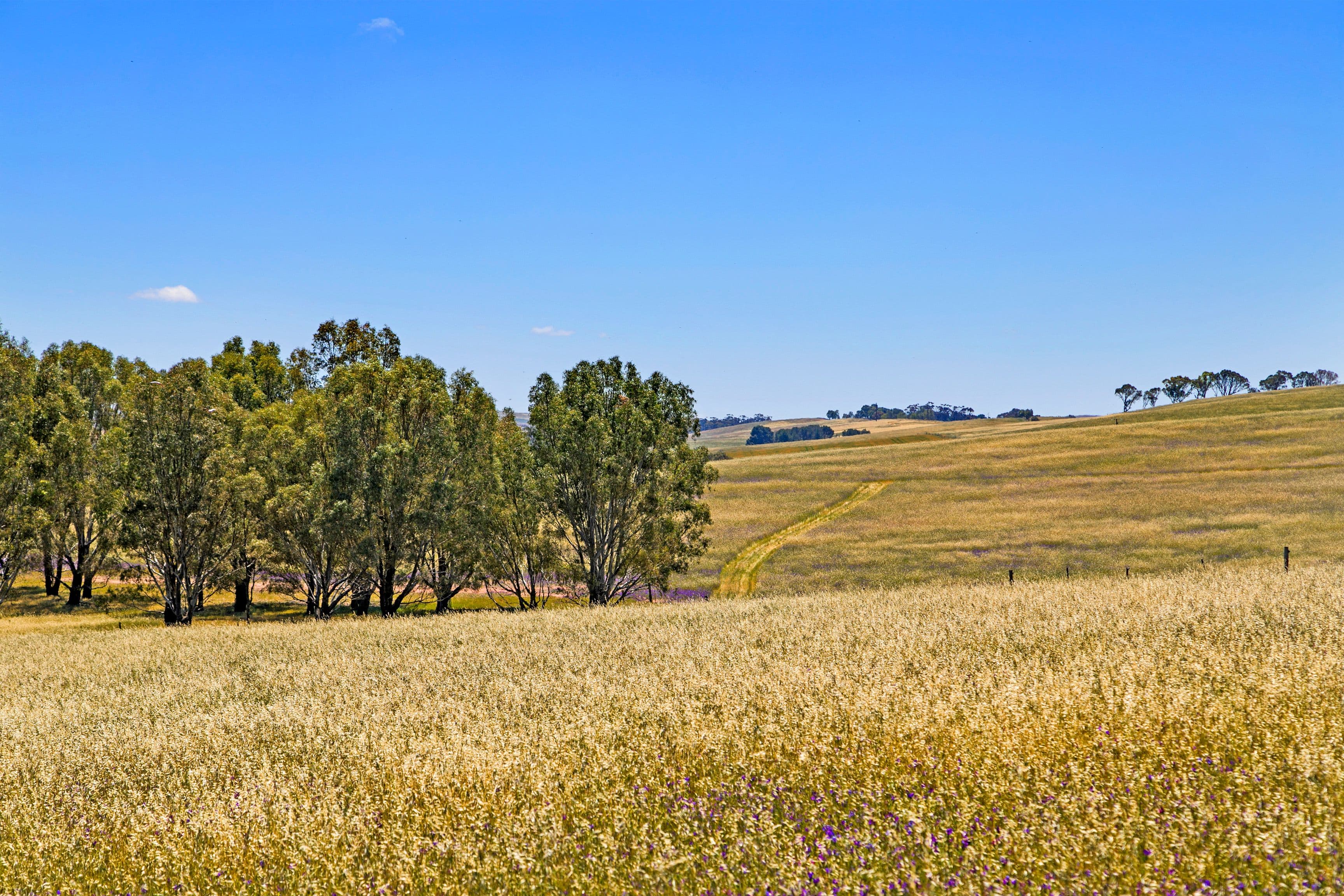 'Horse Paddock', Betterson Road, Hill River SA 5453, Hill River - Thumbnail 4
