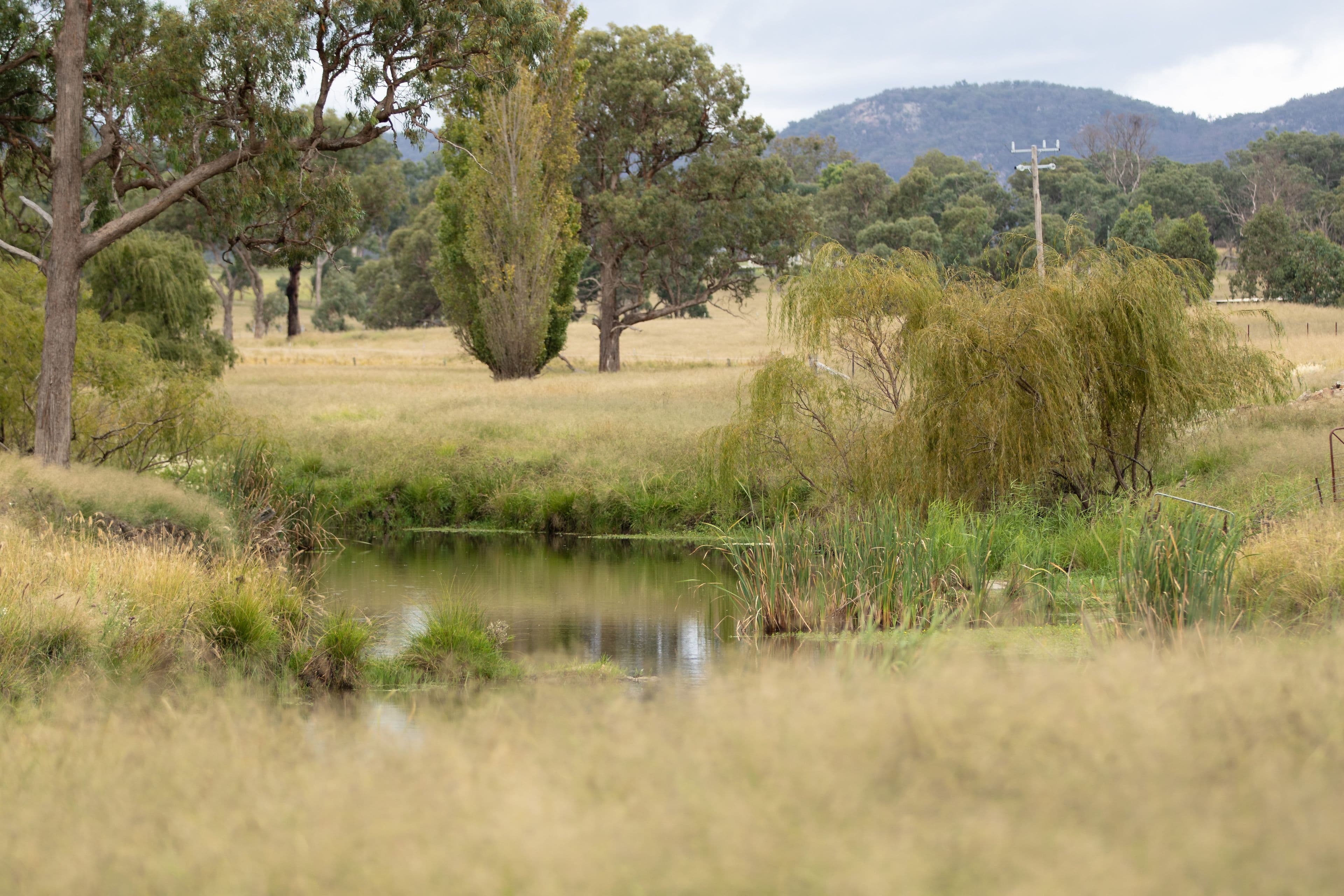 1158 Bruxner Highway, Tenterfield NSW 2372, Tenterfield - Thumbnail 8