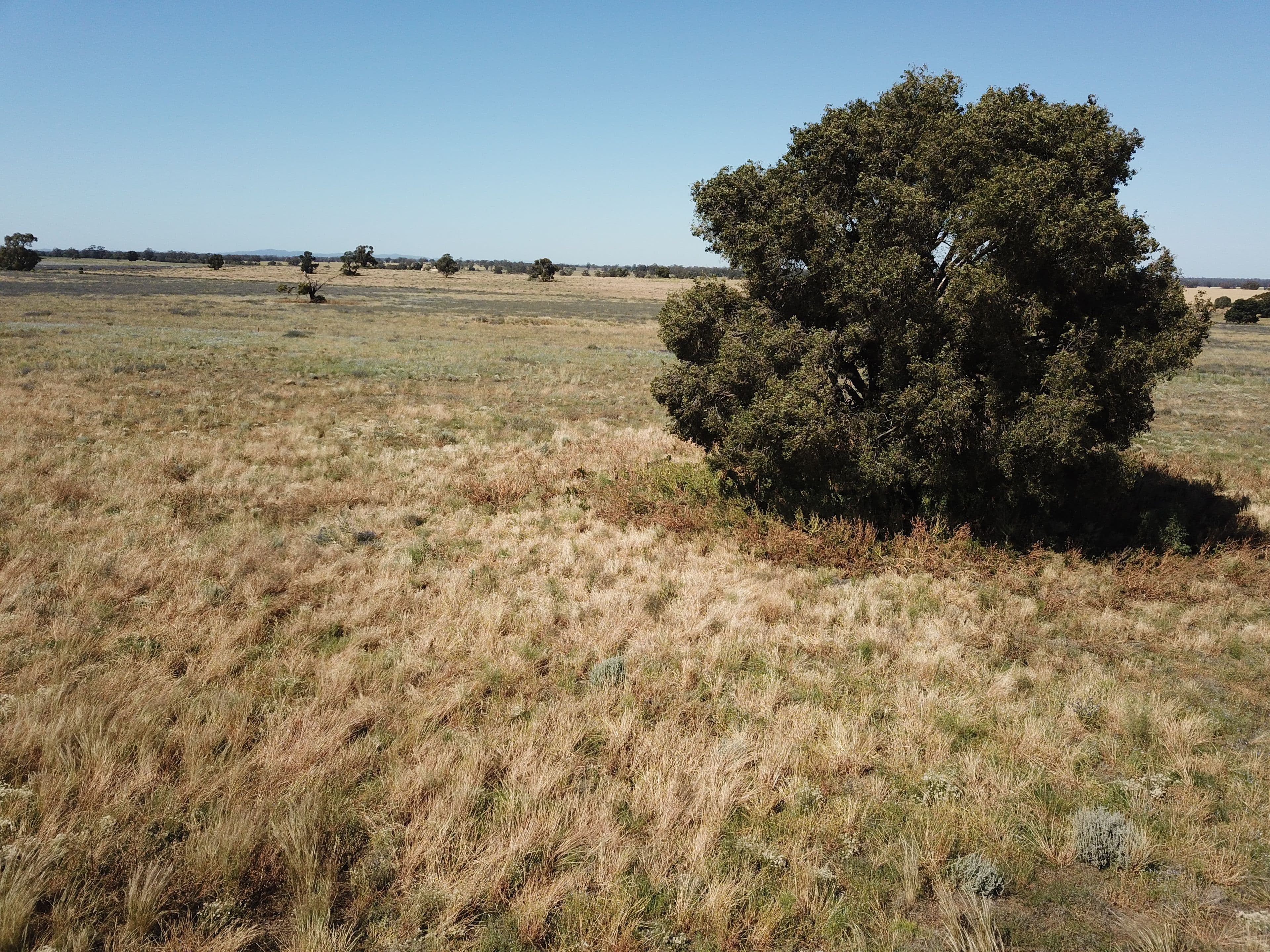 'Waratah' 176 Lincoln Lane, Narromine NSW 2821, Narromine - Thumbnail 7