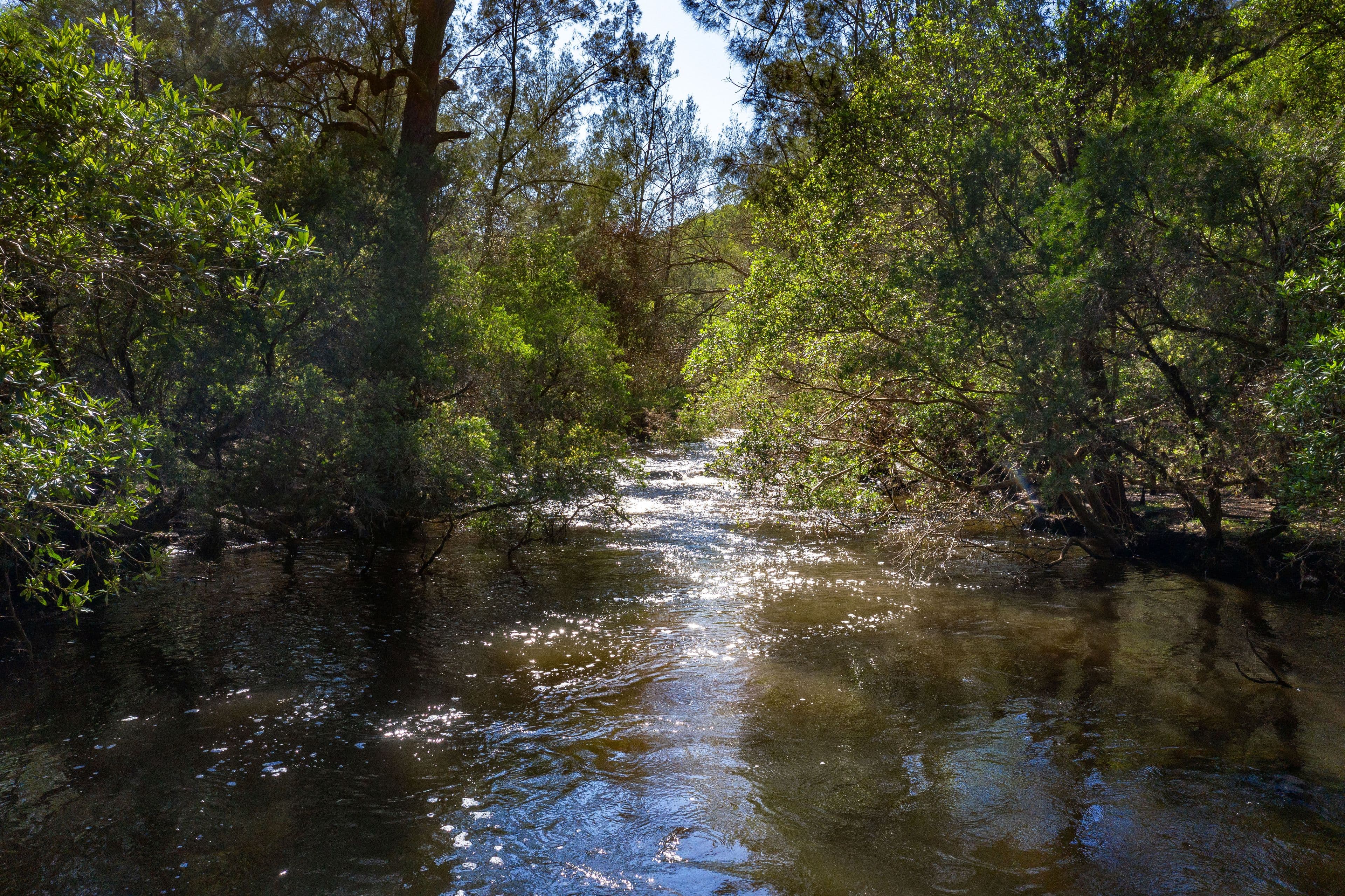 Lot 154 Cells Road, Cells River NSW 2424, Cells River - Thumbnail 3