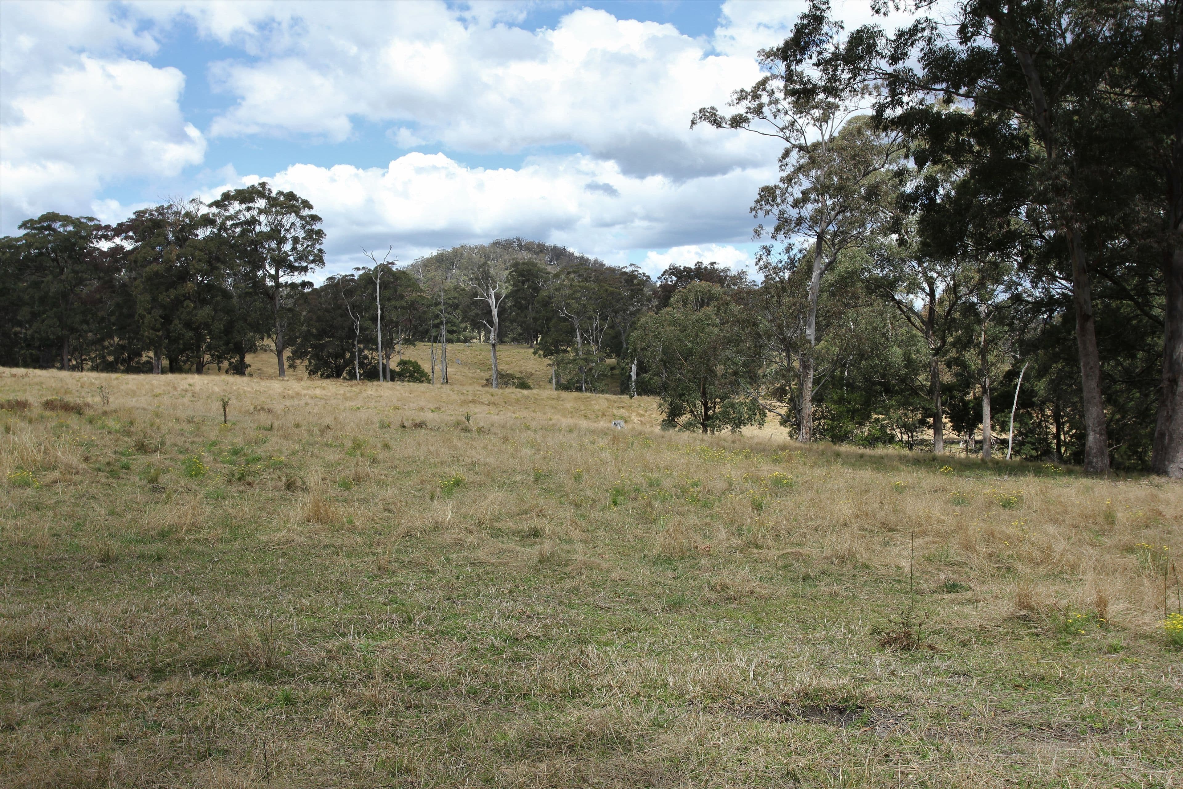 1394 Billirimba Road, Tenterfield NSW 2372, Tenterfield - Thumbnail 5